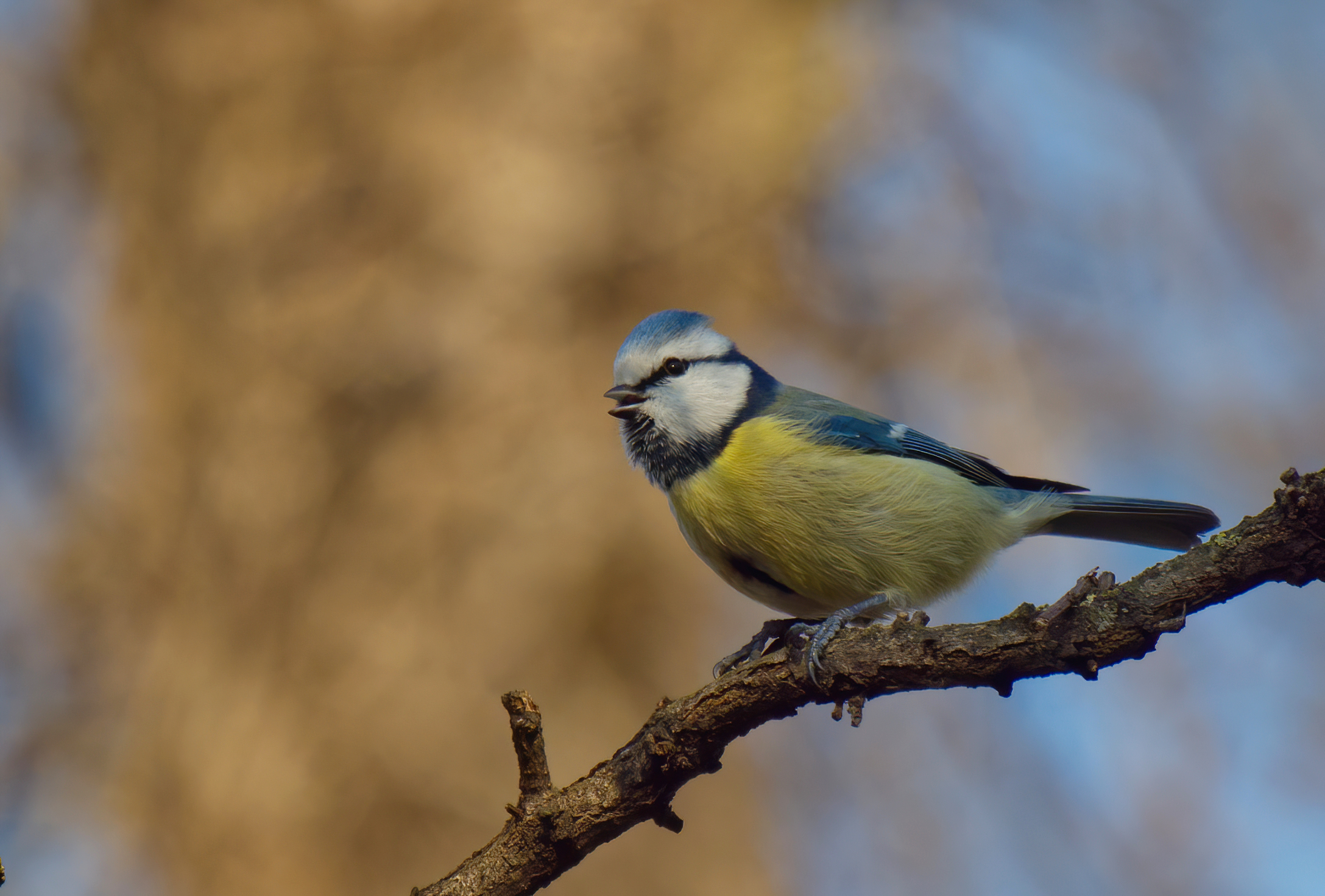 The singing titress new version