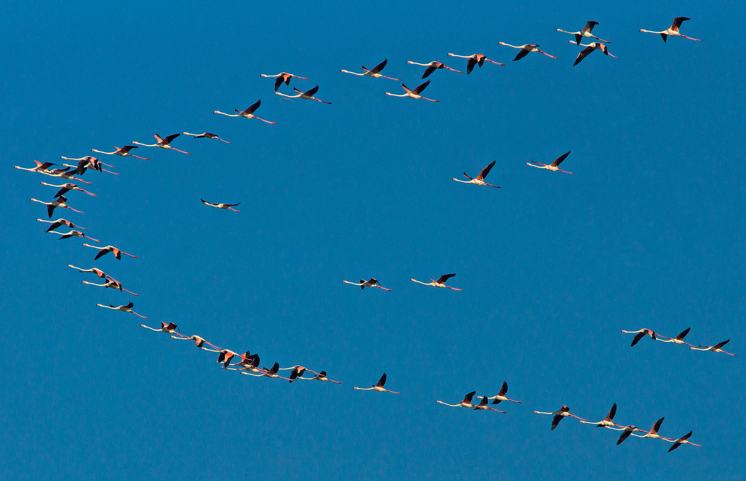 Flamingos above the bay top