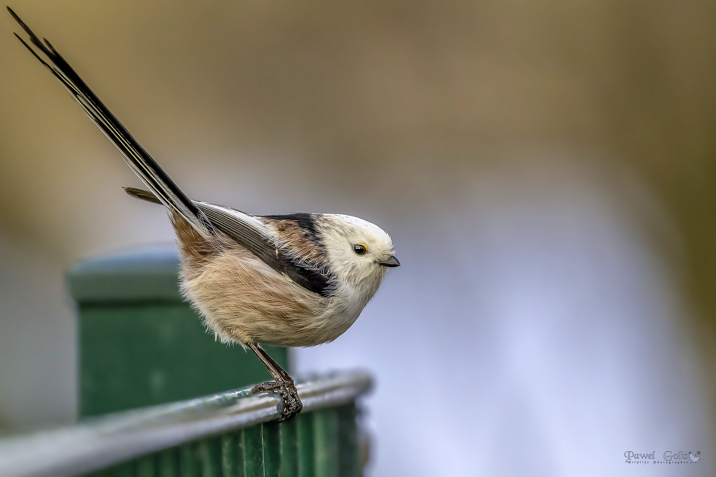 Bushtit dalla coda lunga (Aegithalos caudatus)