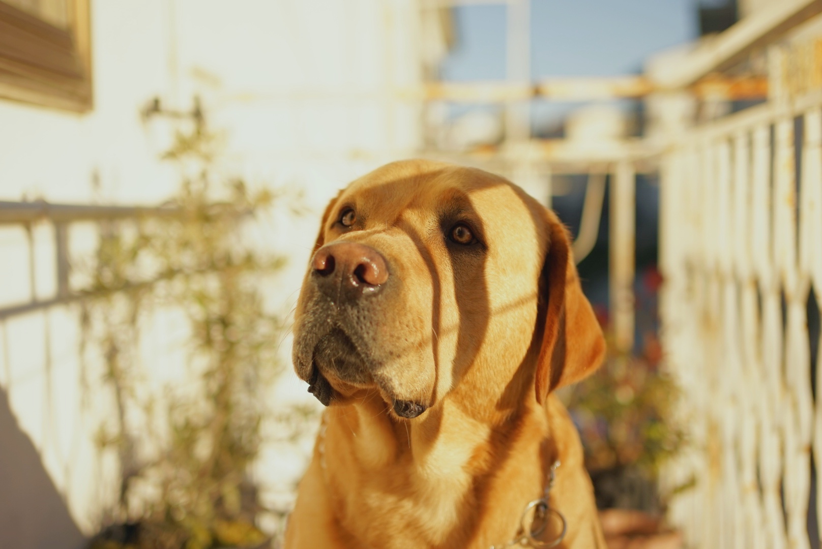 La posa del Labrador