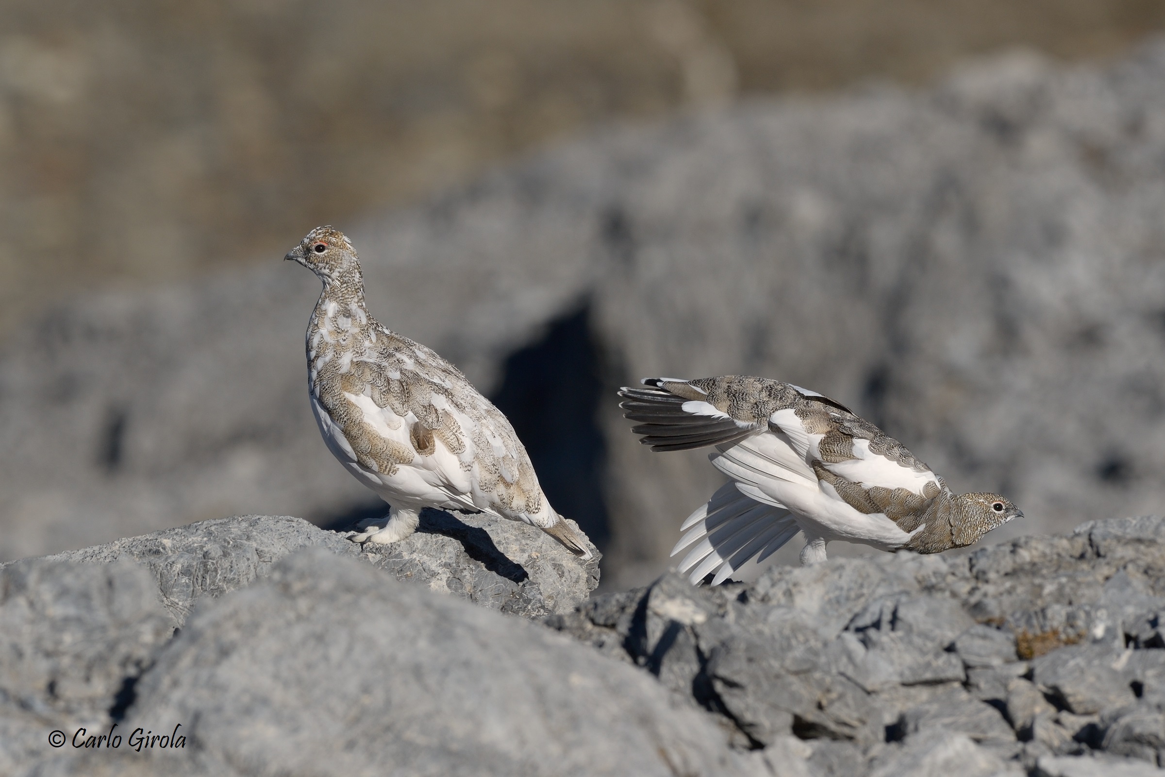White partridge (Lagopus mute)
