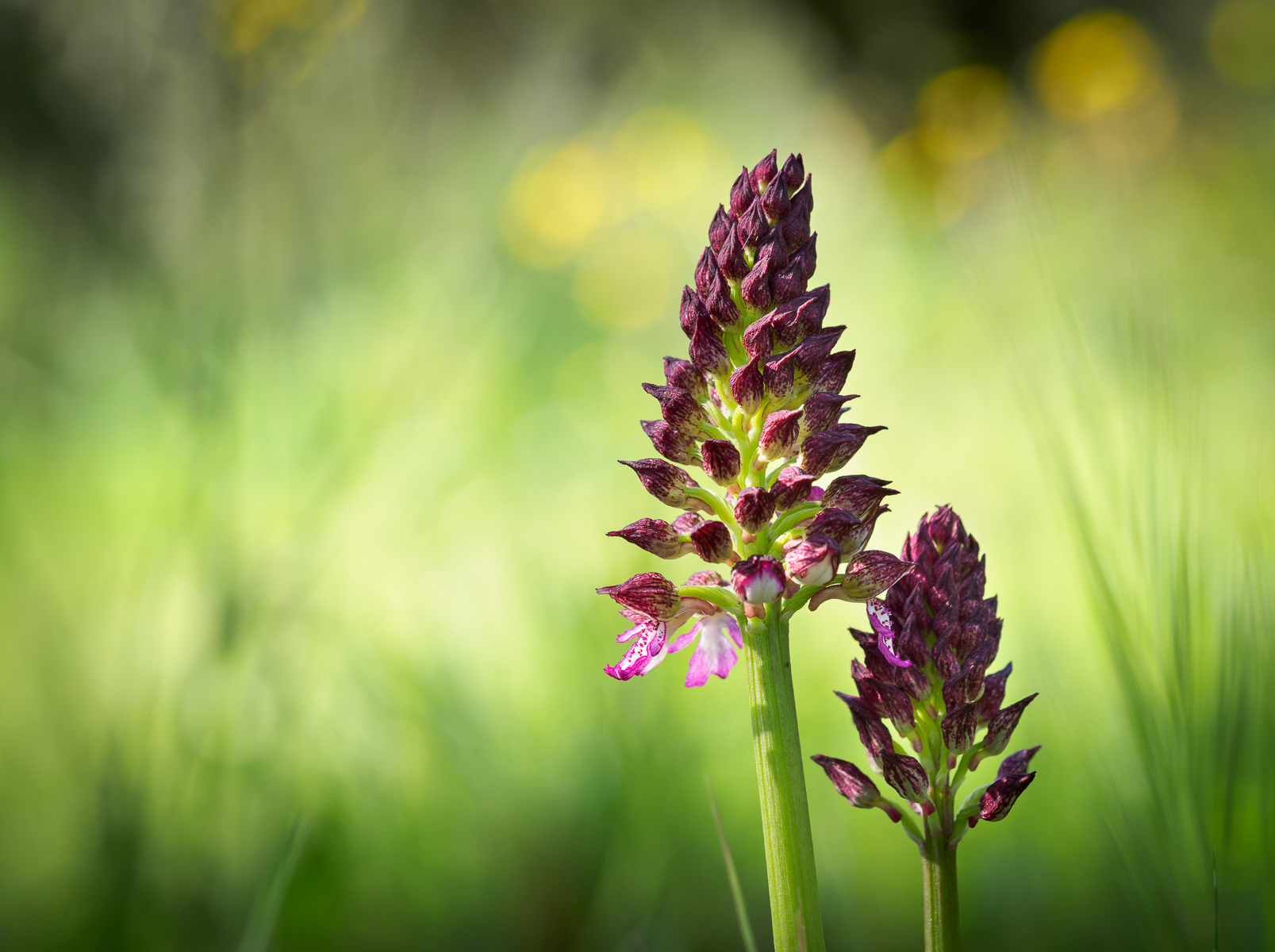 Orchis Purpurea