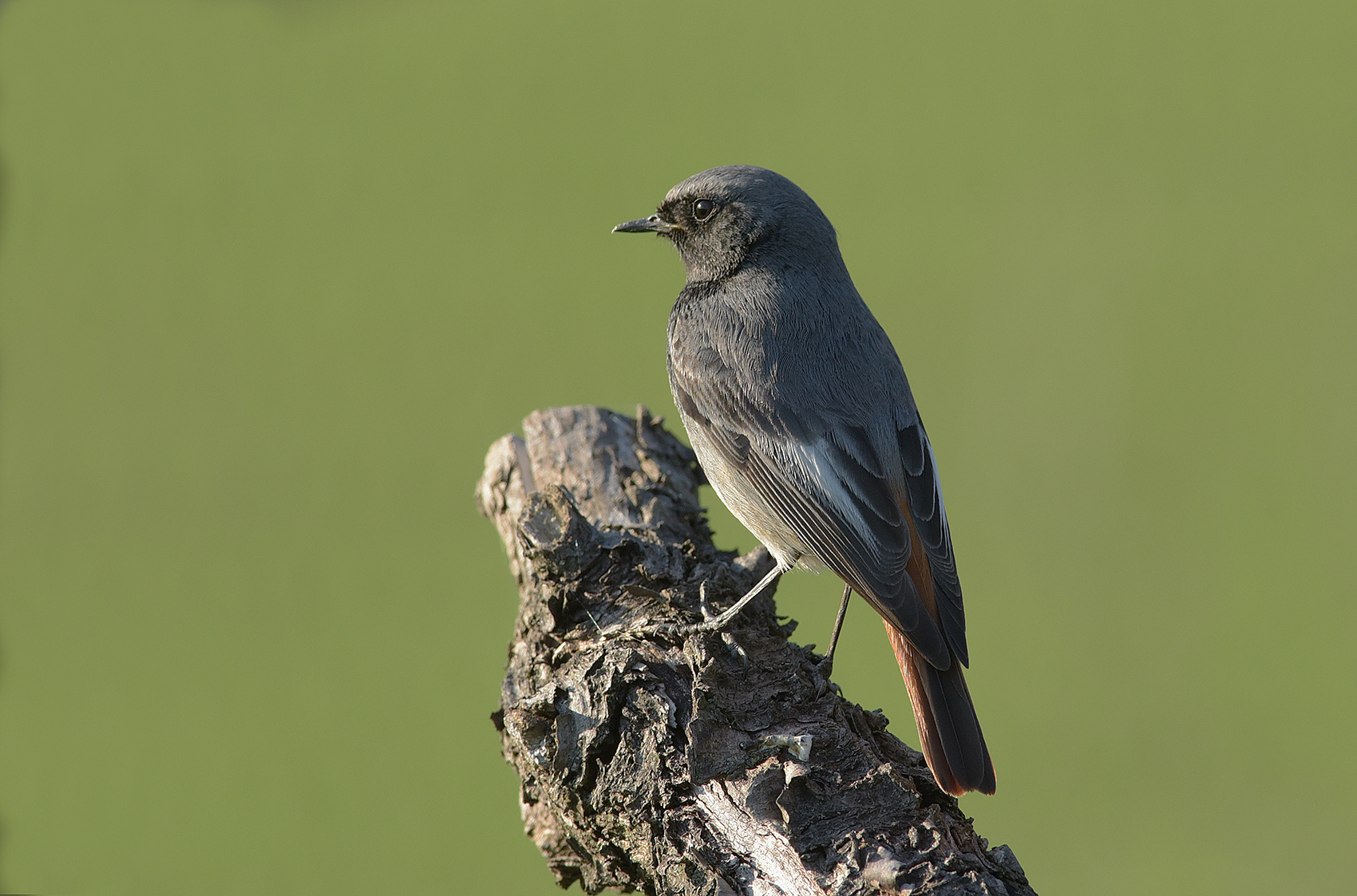 codirosso chimney sweep in the light of sunset