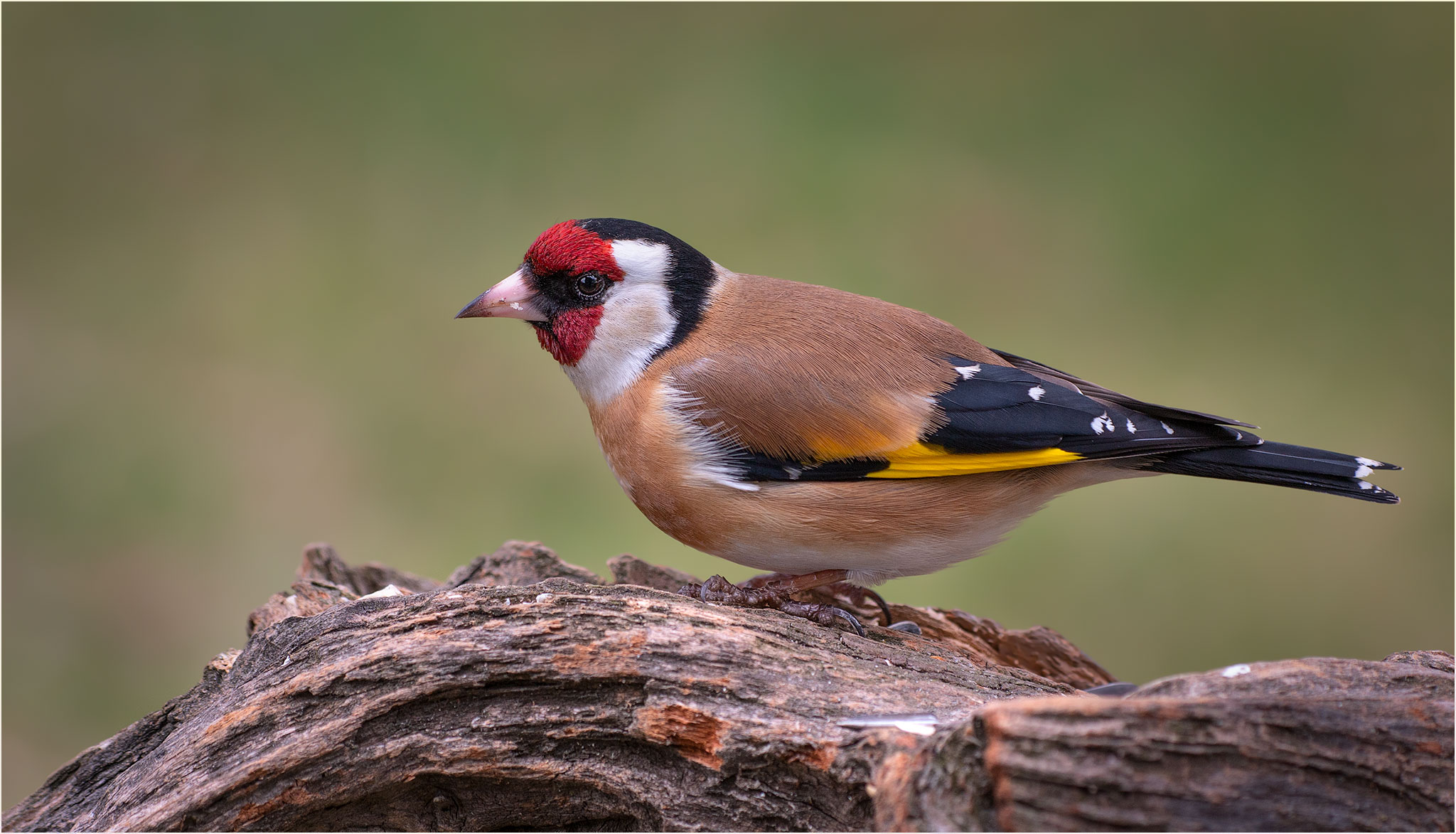 Cardellino 09-03-2020