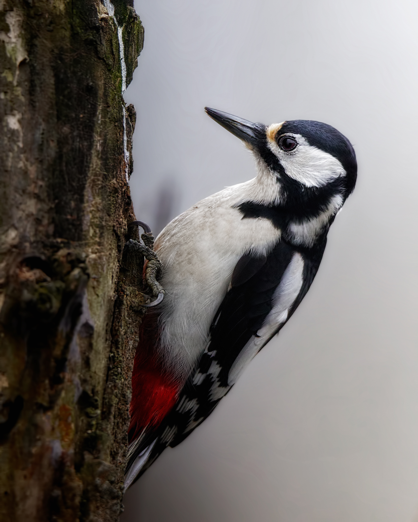 Picchio rosso maggiore