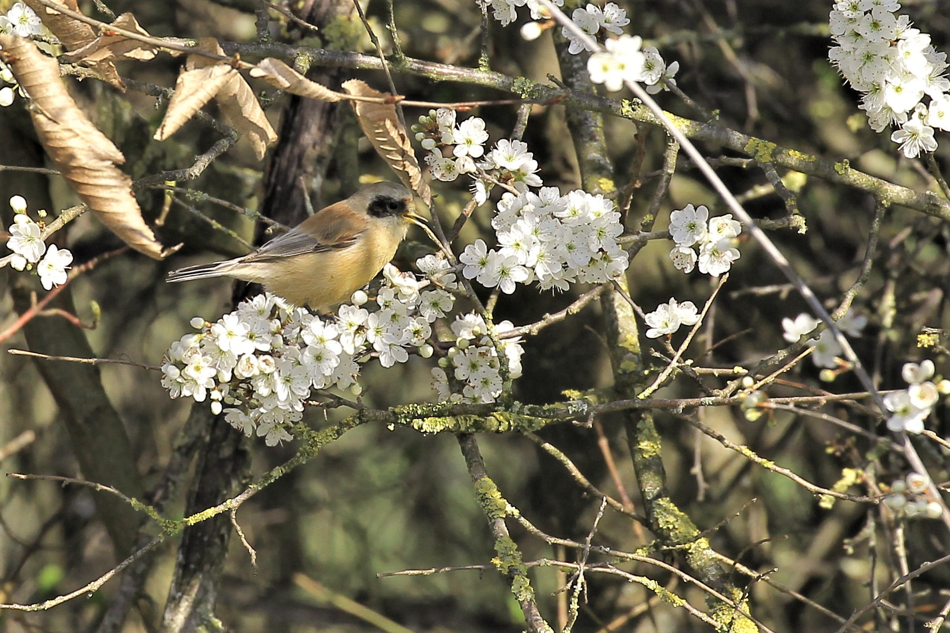among the flowers