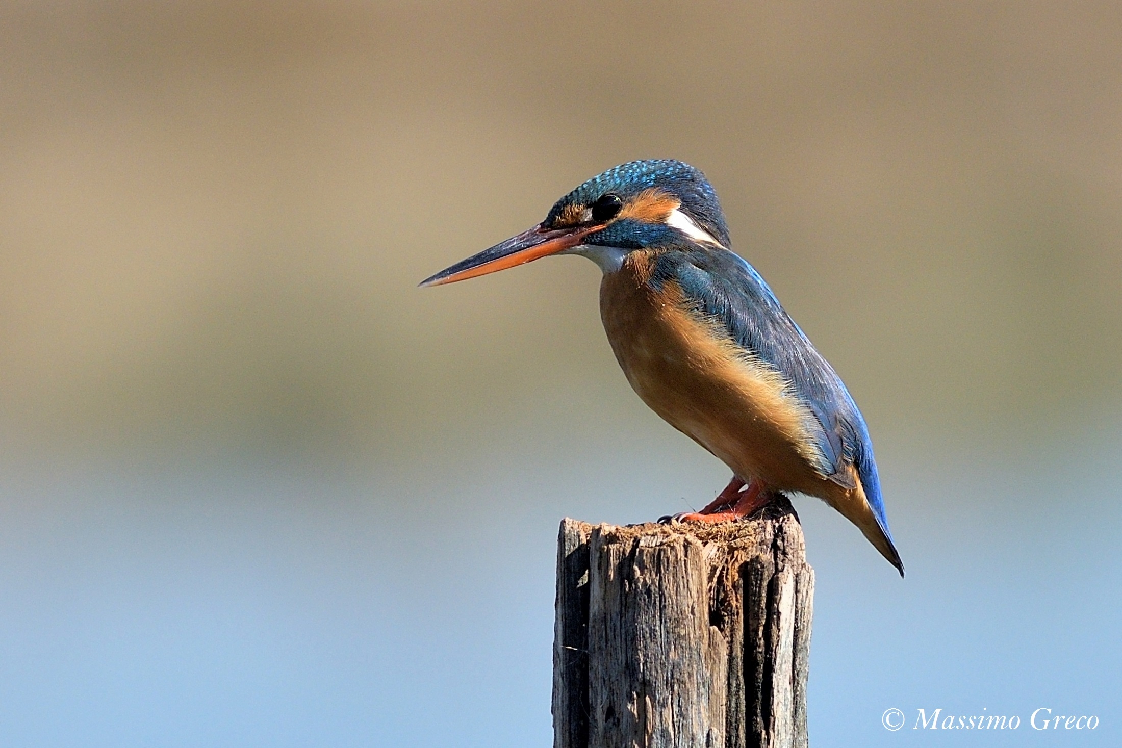 Kingfisher