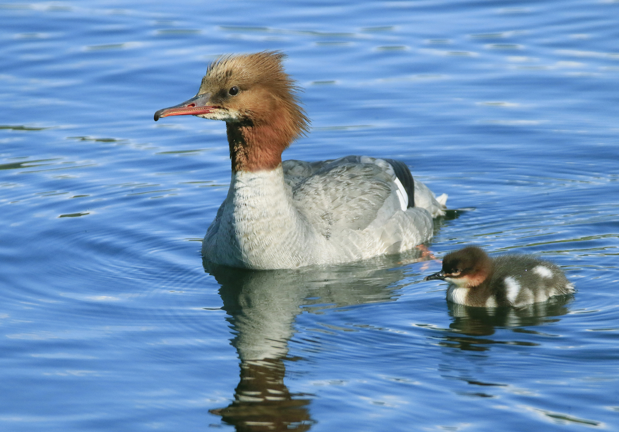 female major emerald with small
