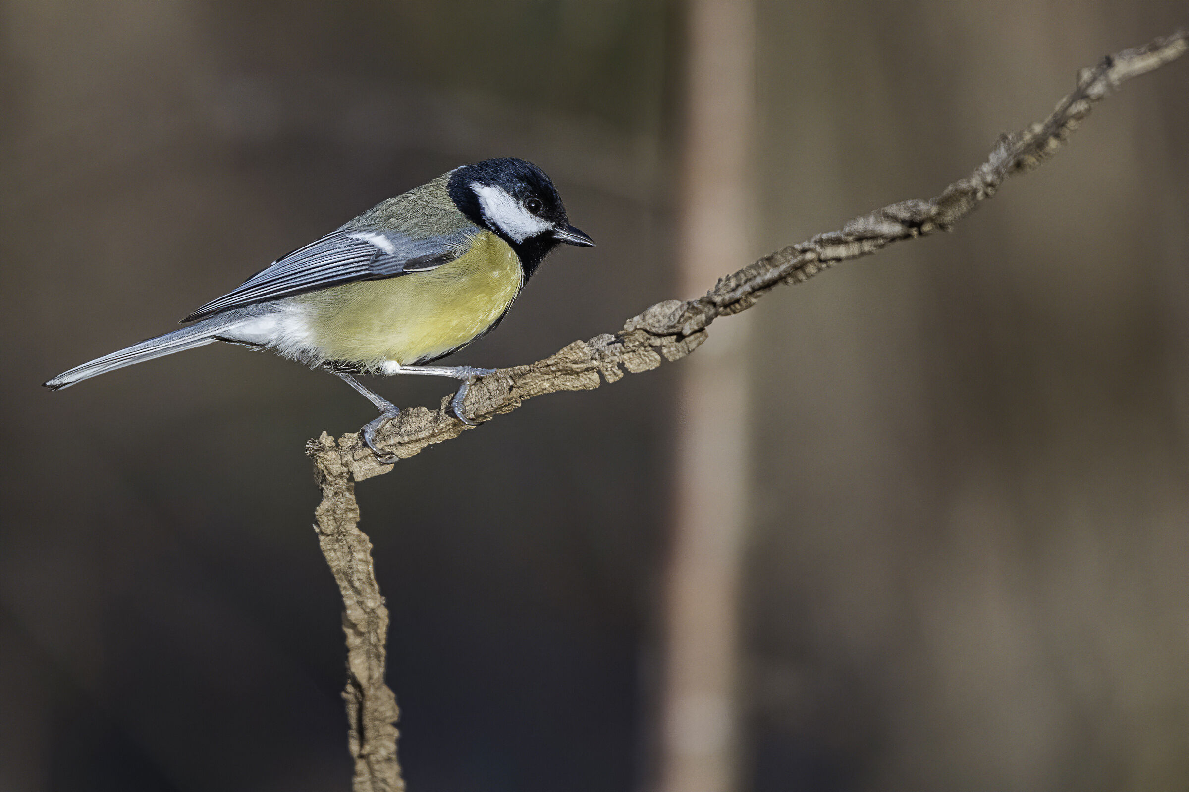 on the branch to observe