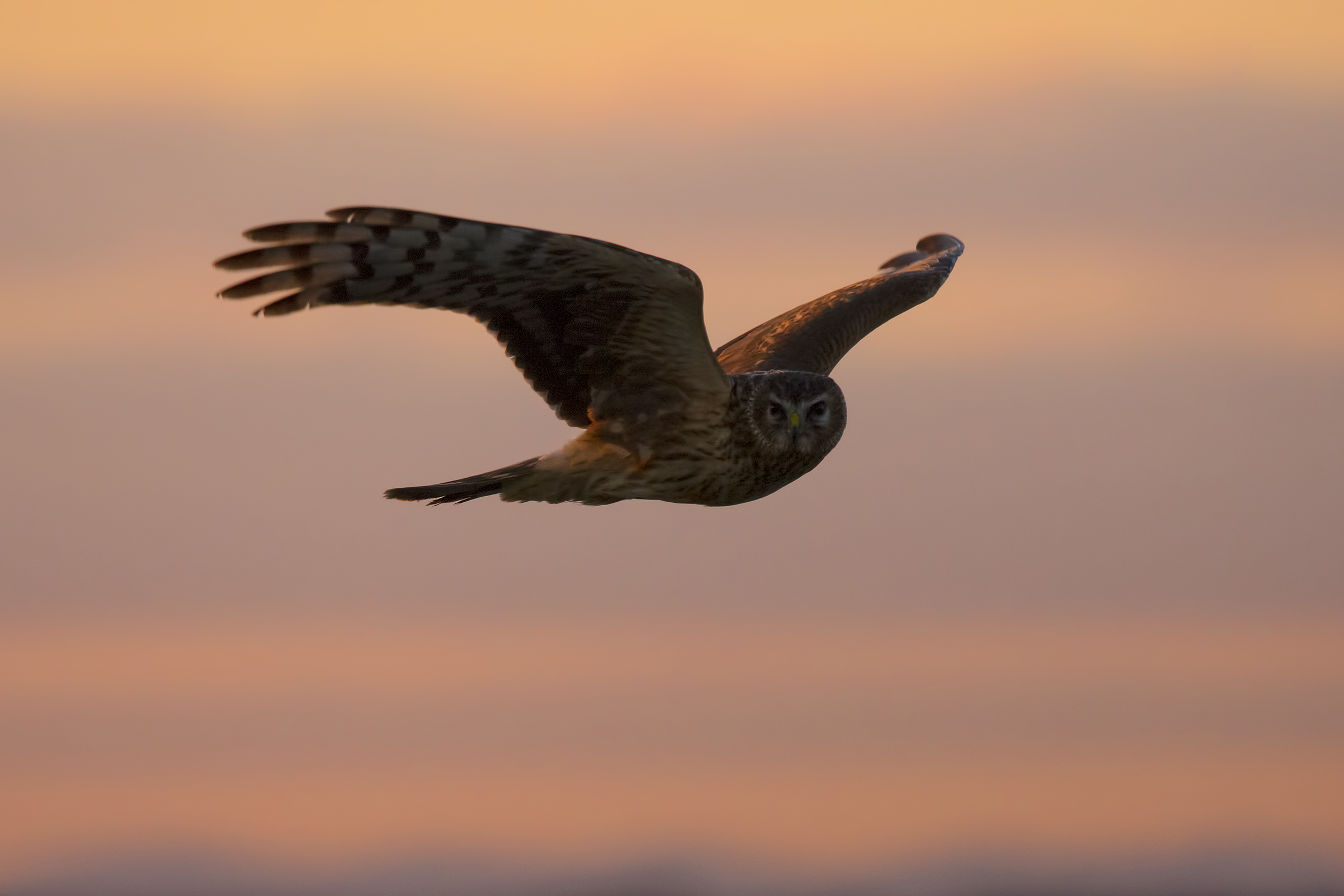 Alba-nella reale femmina