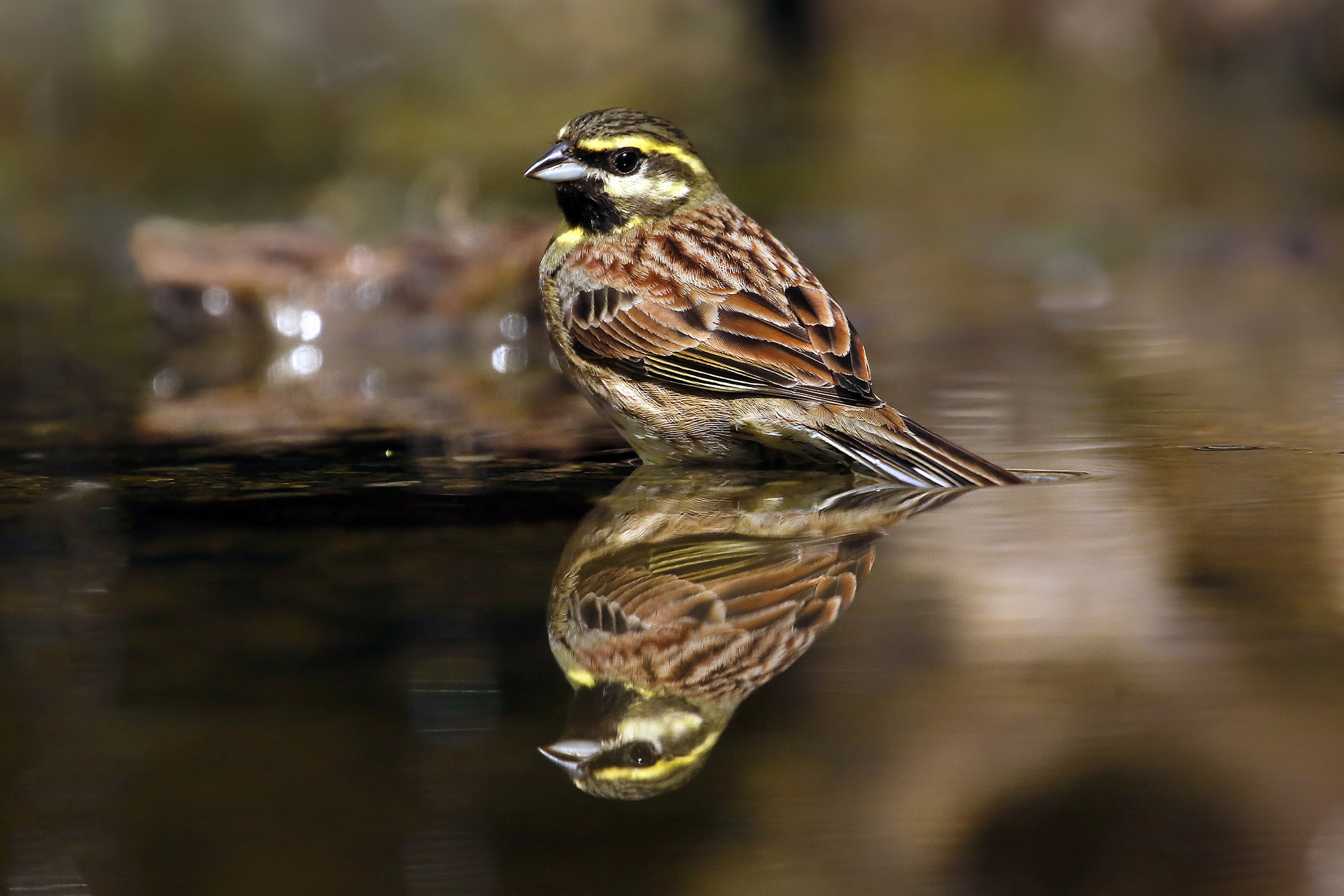 Zigolo nero - Emberiza cirlus