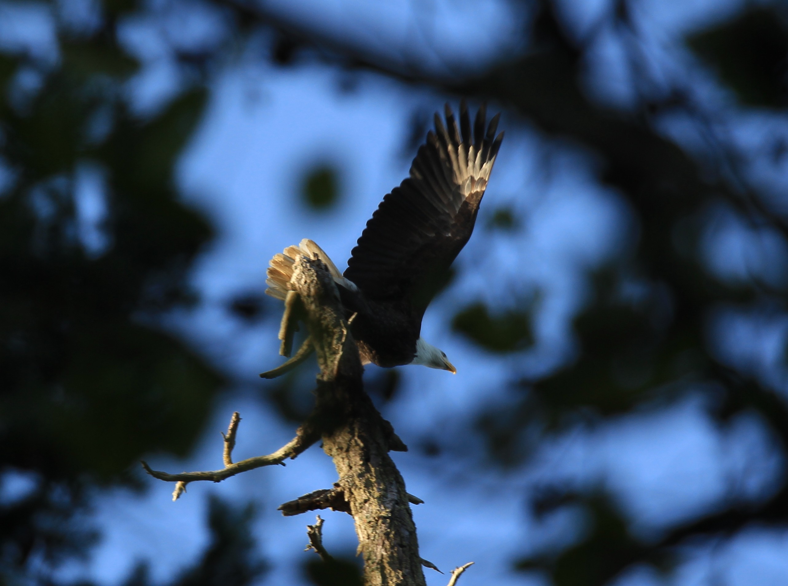 Bald Eagle taking off