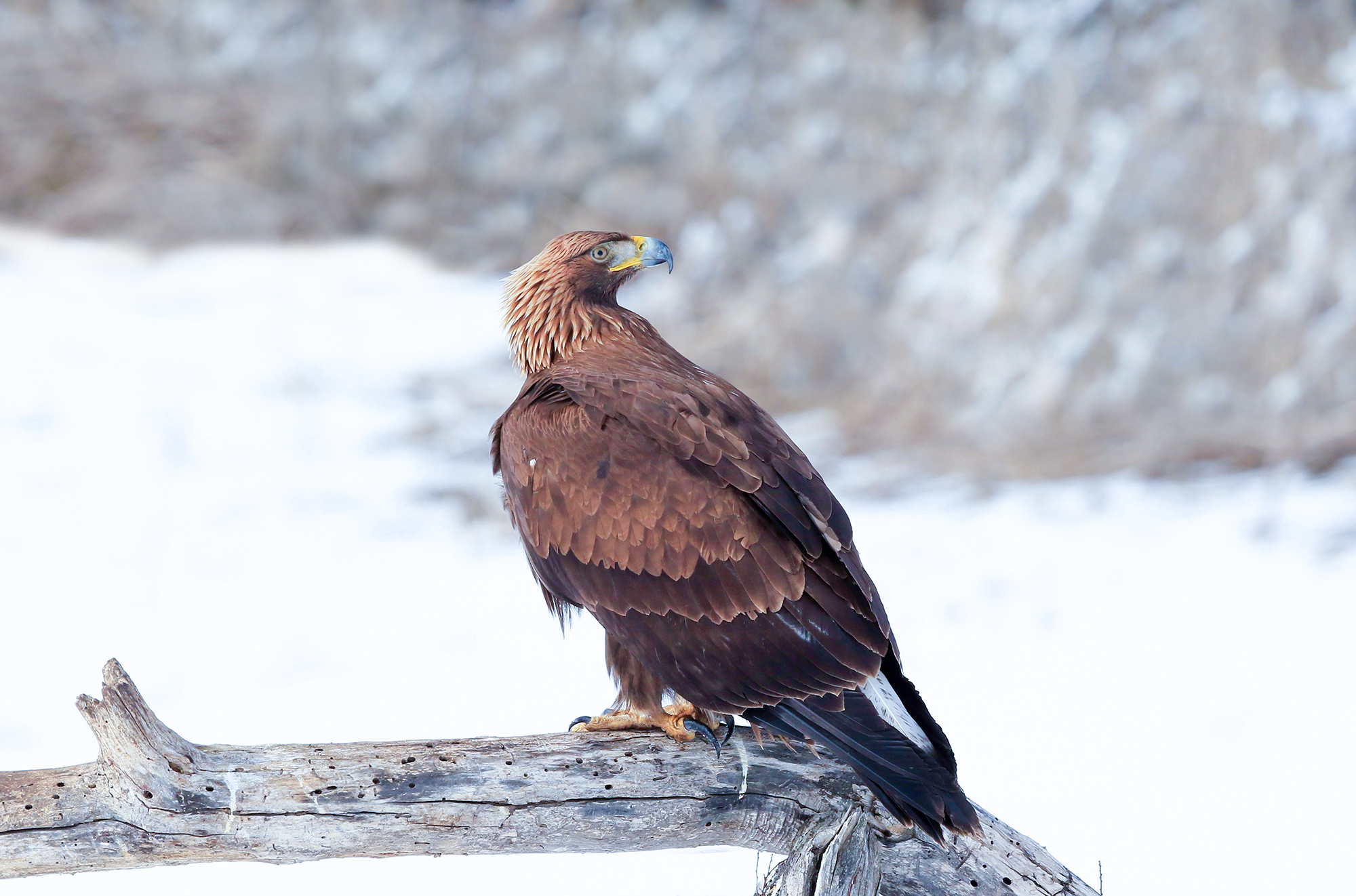 Golden eagle on natural perch