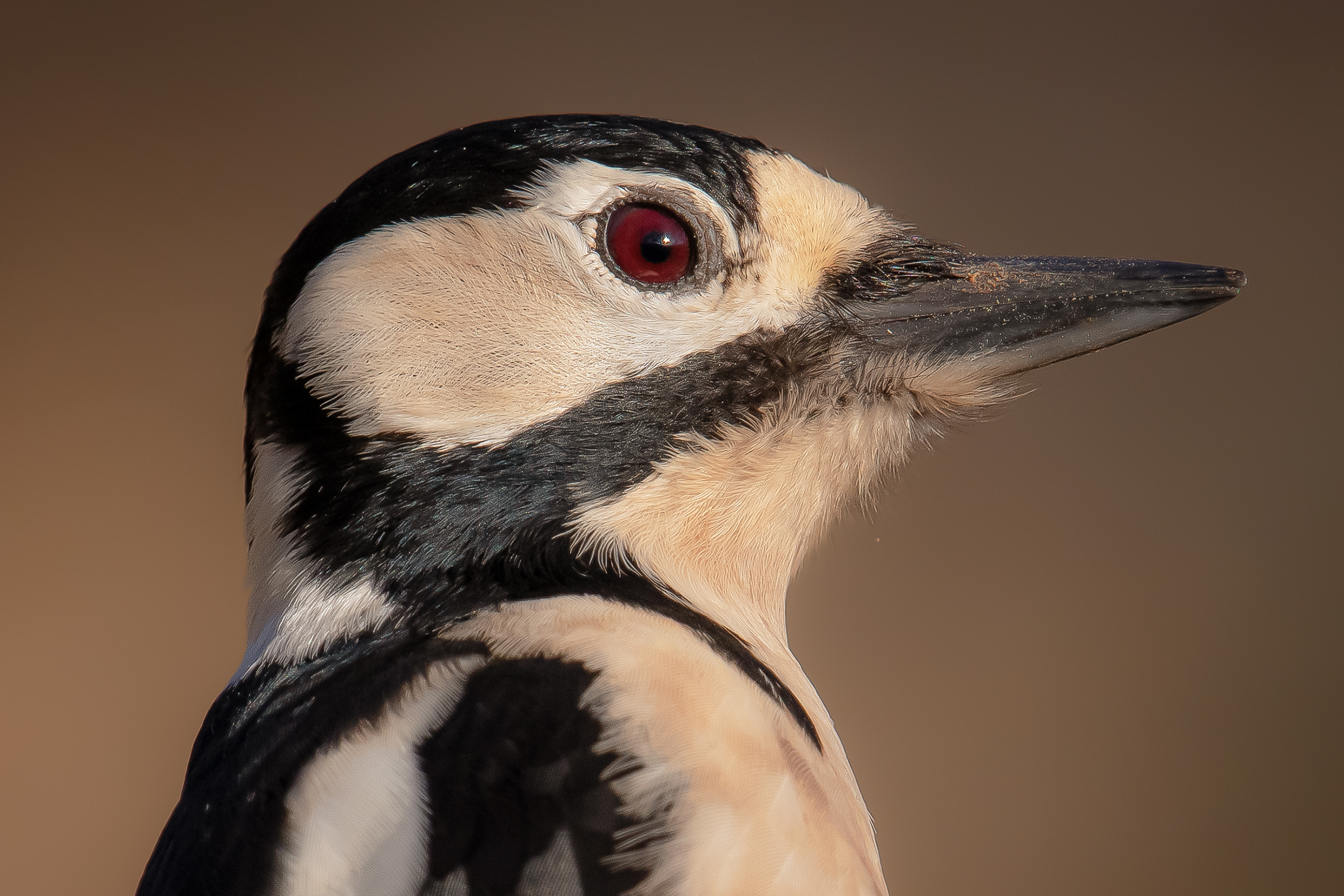 picchio rosso maggiore