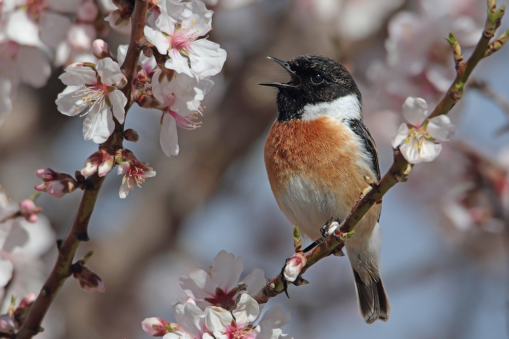 saltimpalo aria di primavera