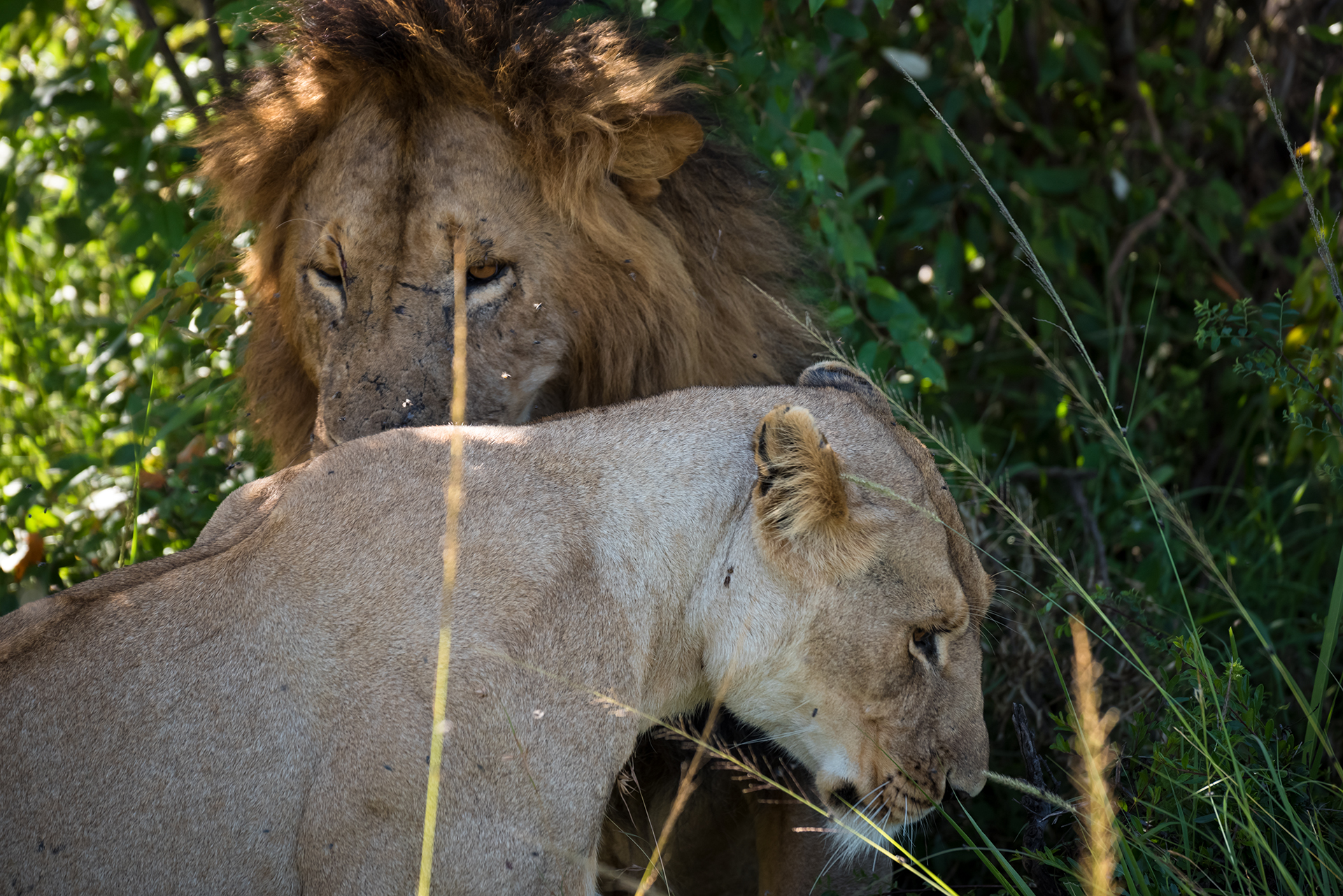 .. Like Lovers Do - Masai Mara