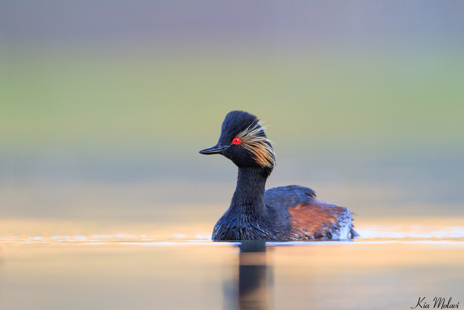 Grebe