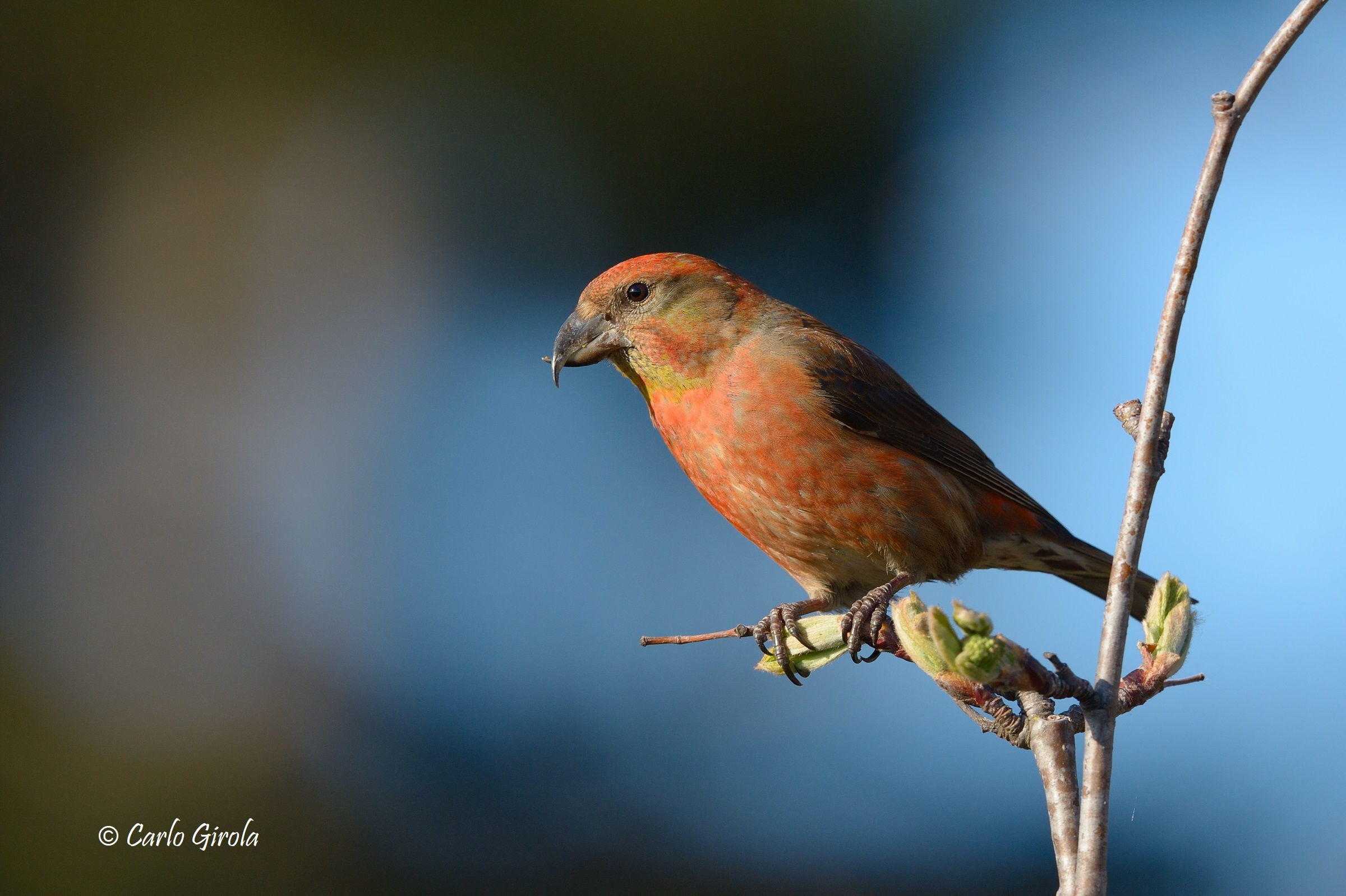 Crociere (Loxia curvirostra)