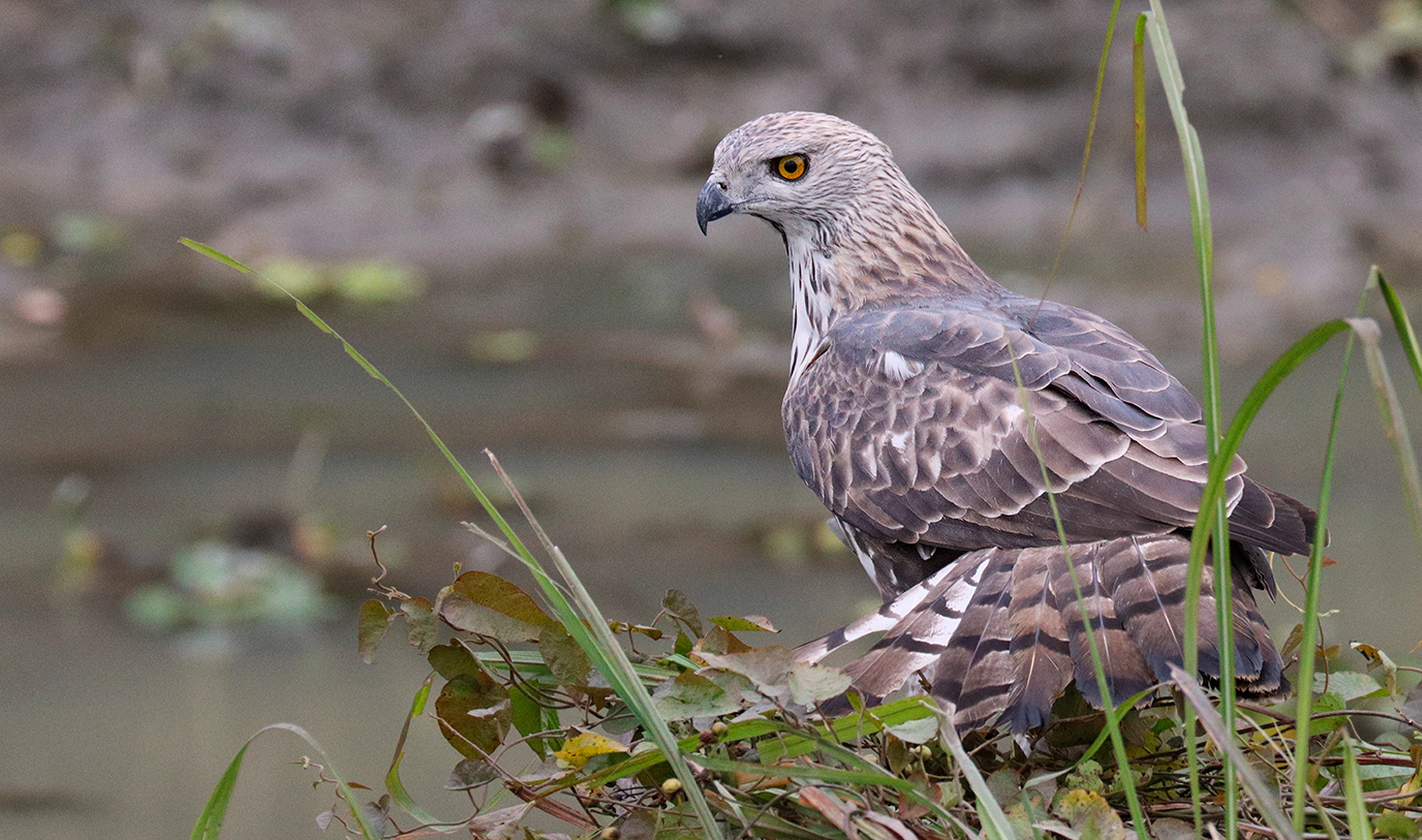 Snake Eagle on the hunt in Kaziranga