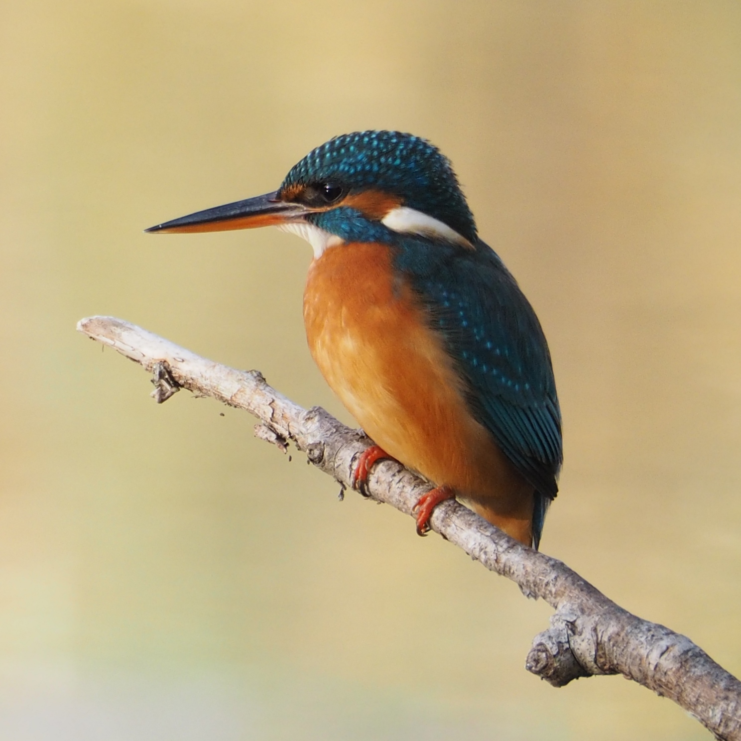 Attesa Regale (Kingfisher)
