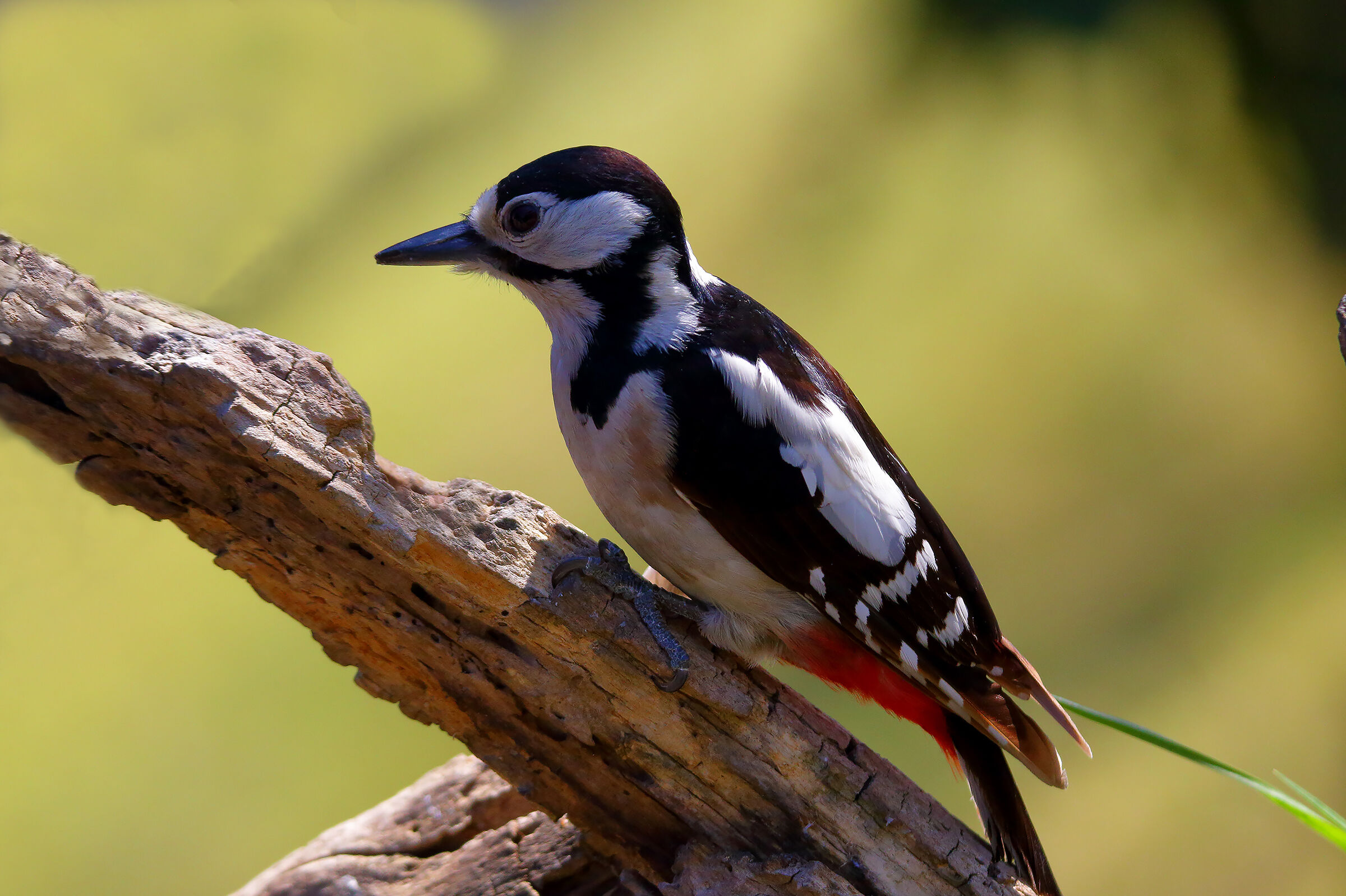 woodpecker fem