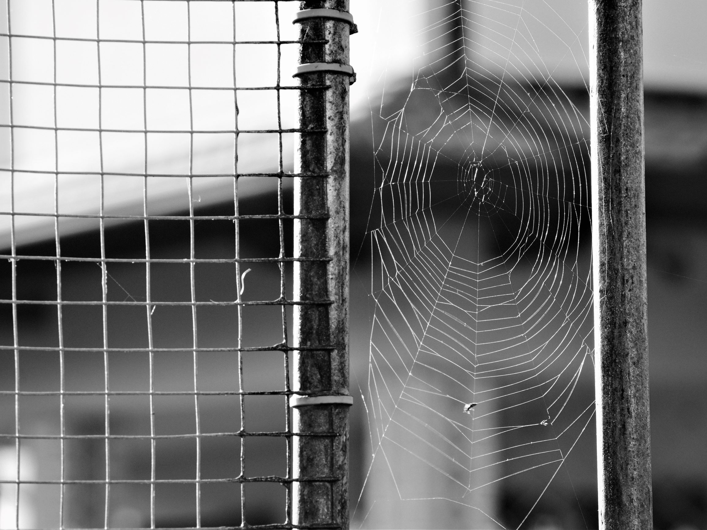 mental fences: faraway so close