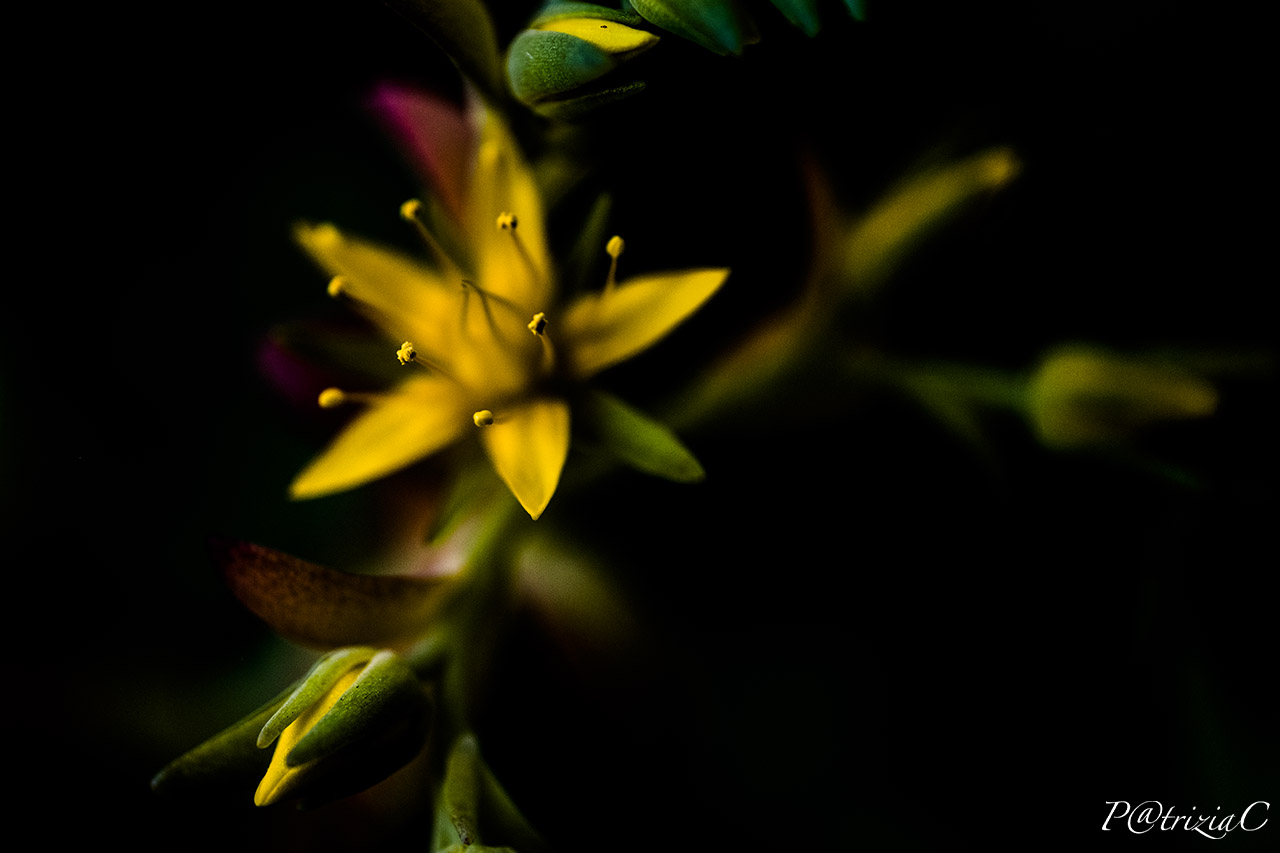 __sedum palmeri S.watson__