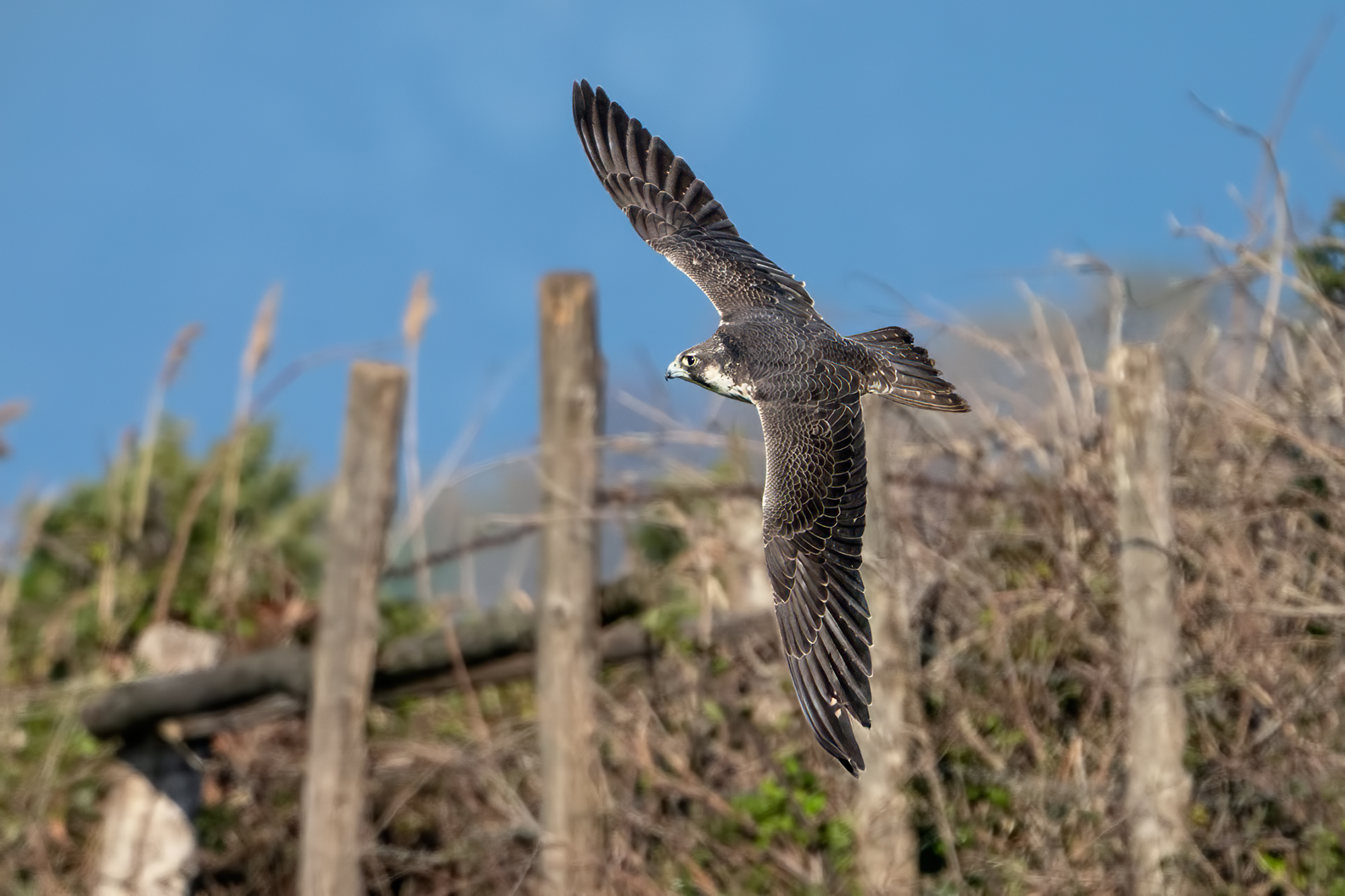 Peregrine Falcon