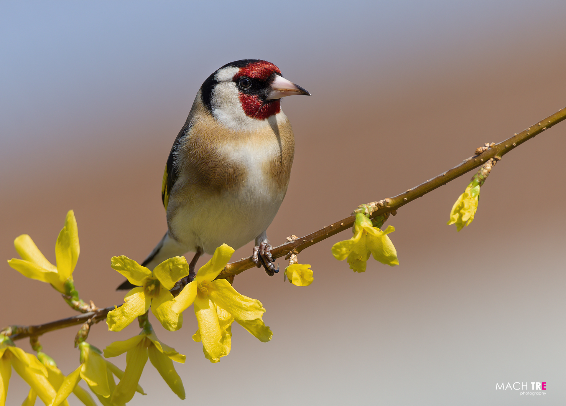 Cardellino (Carduelis carduelis)