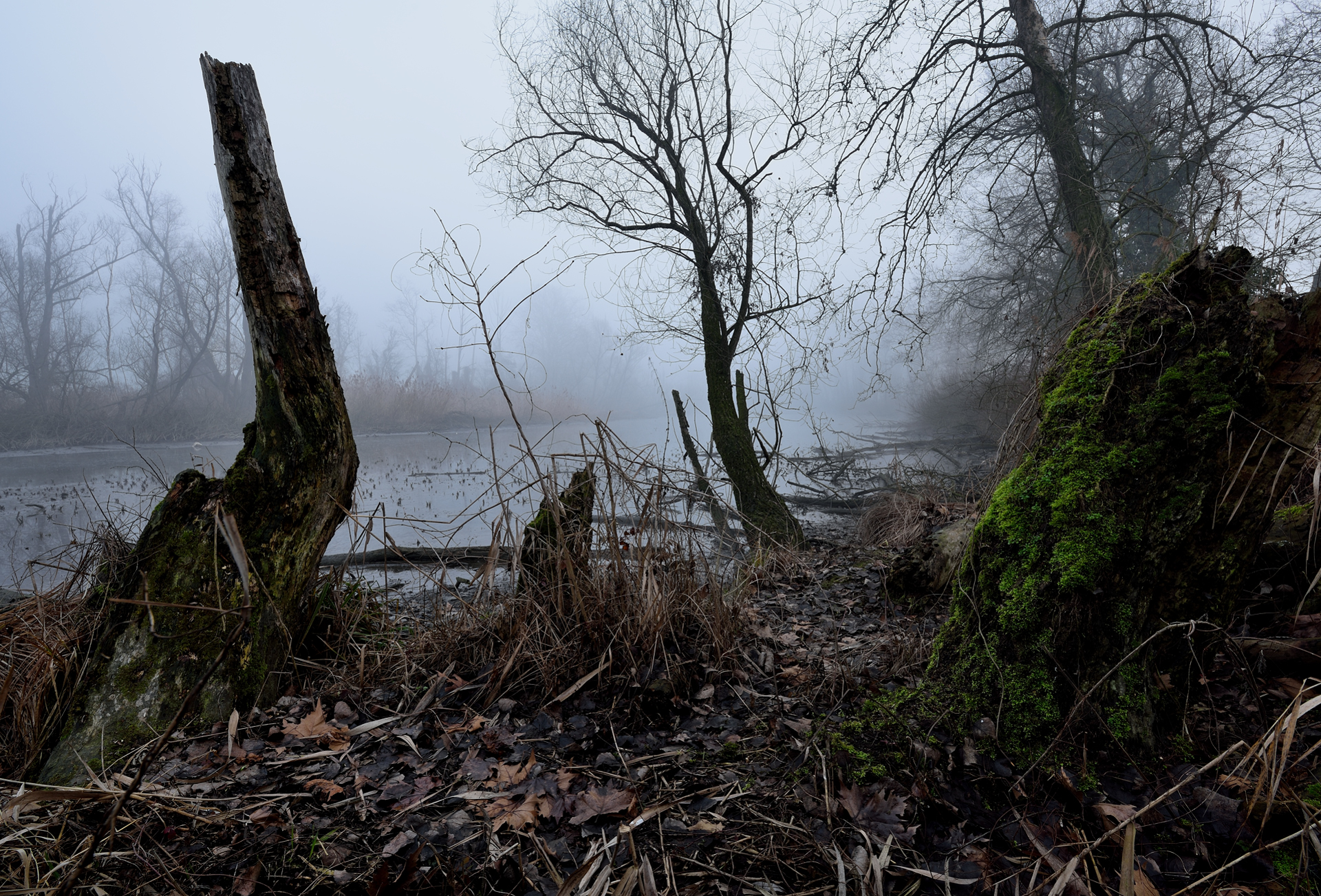 The Dead Adda in the Fog