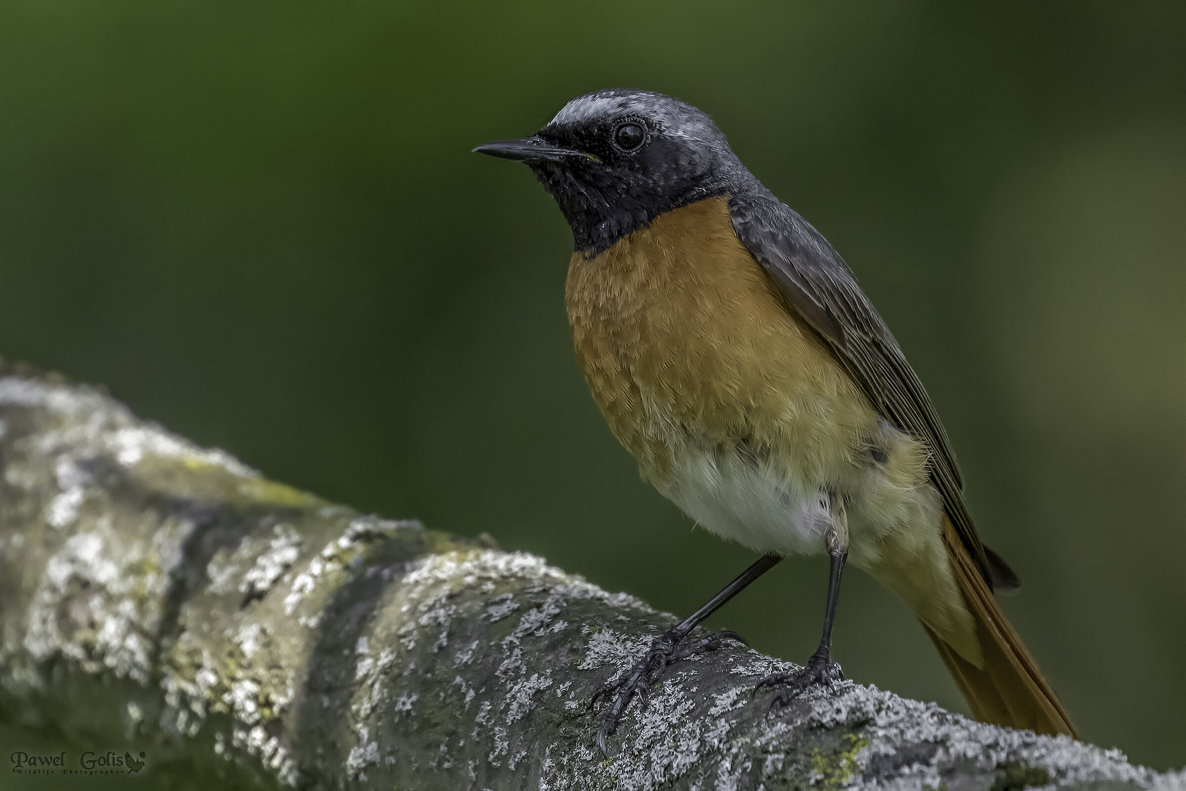 Rosso comune (Phoenicurus phoenicurus)