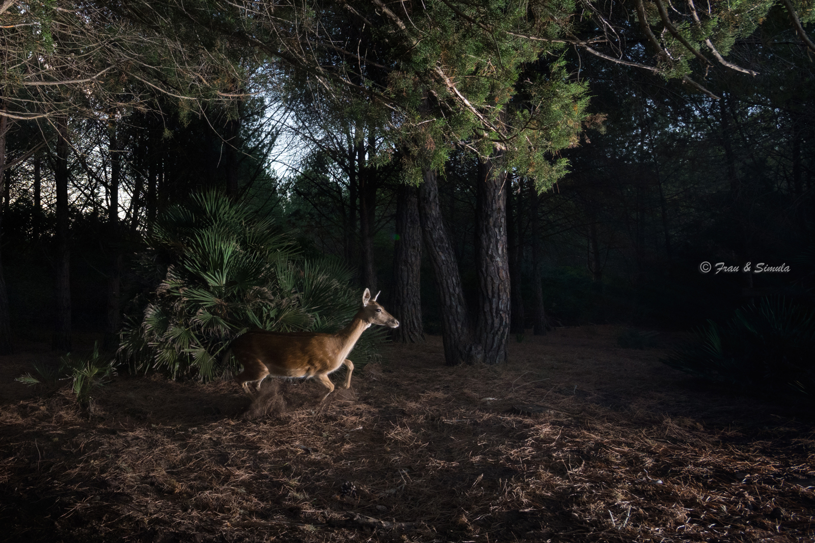 Il daino di Porto Conte