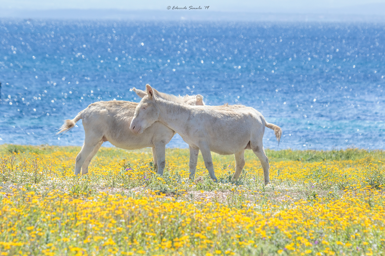 Gli abitanti dell'Asinara