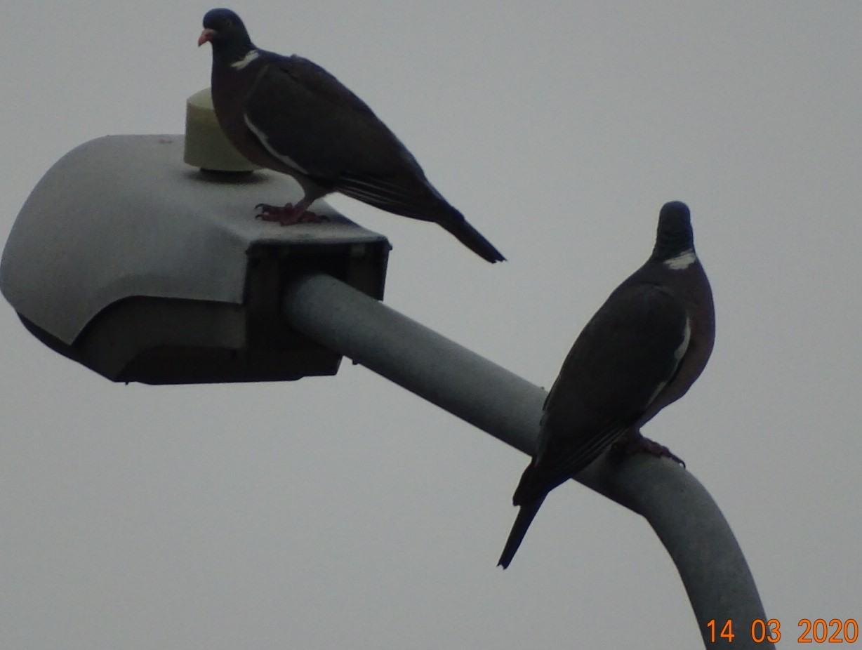 Colombi a distanza di sicurezza per coronavirus