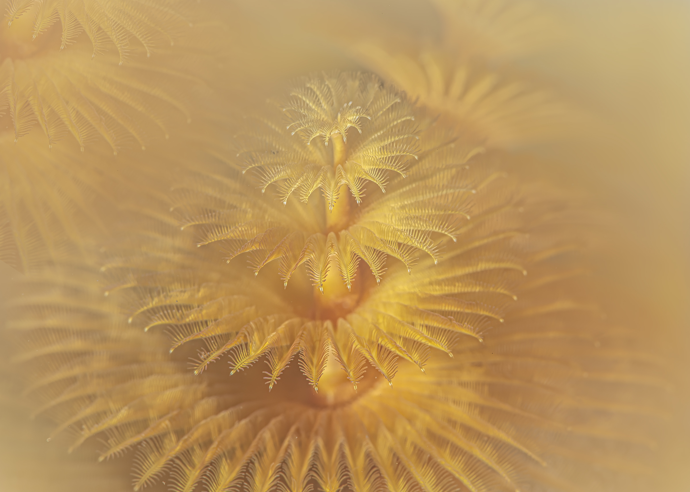 Spirobranchus giganteus