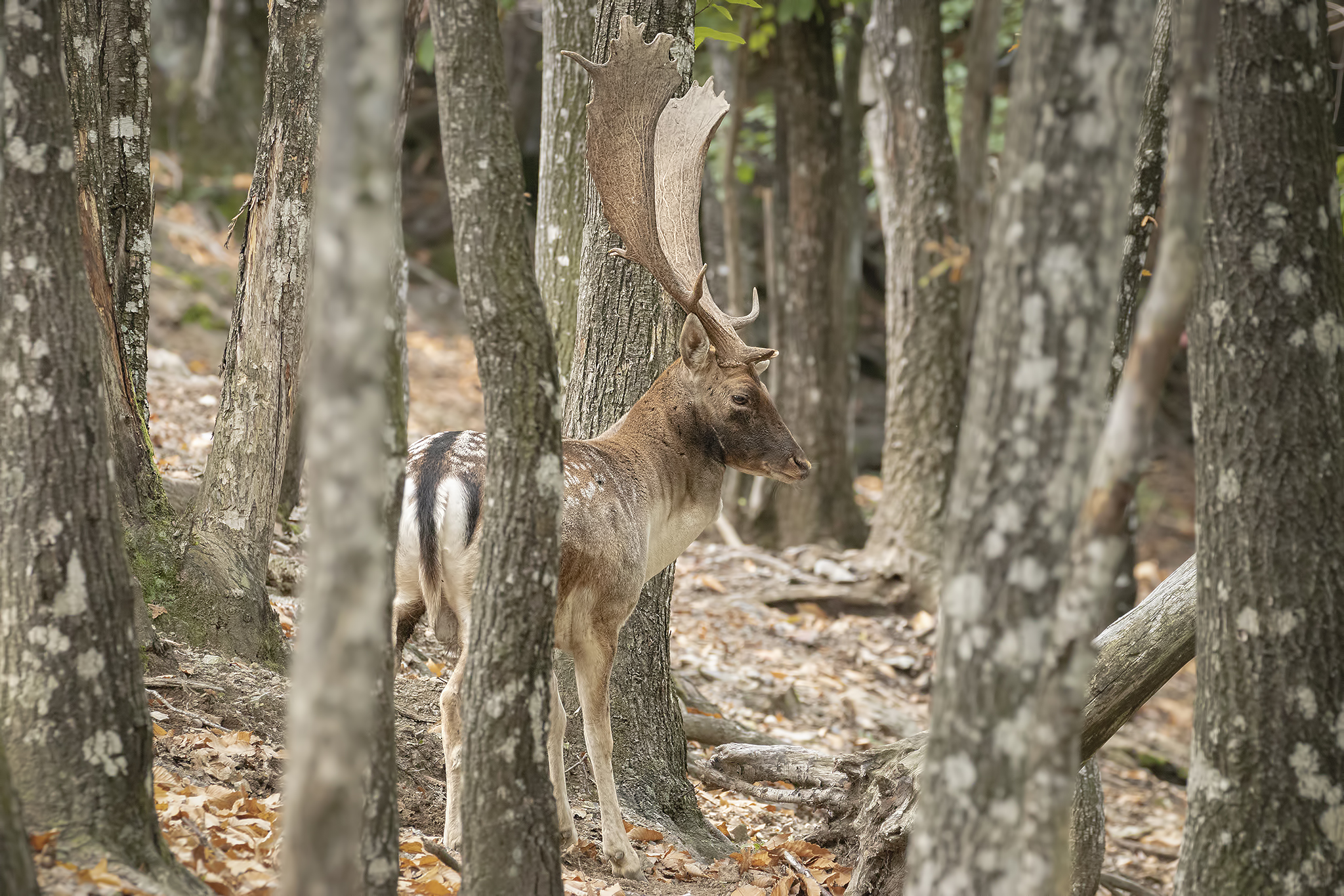 Tra gli alberi della foresta