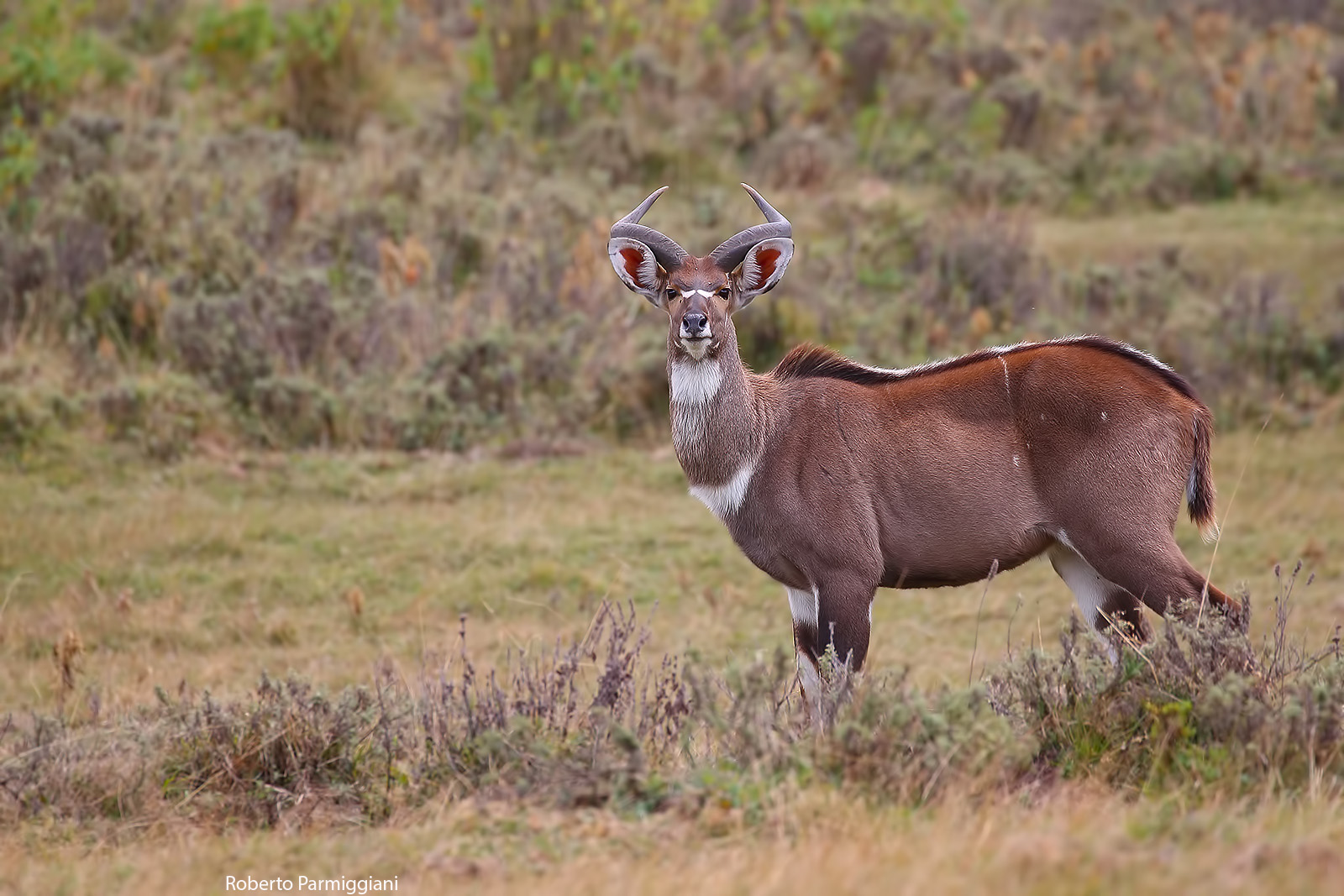 Mountain Nyala