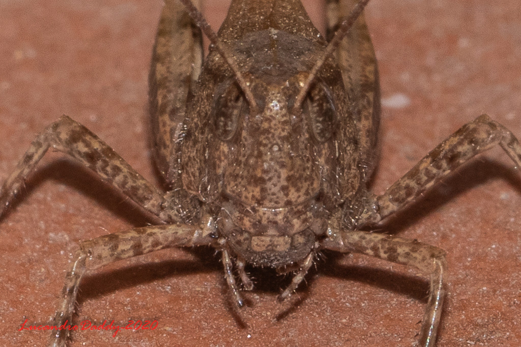 Un ospite sul balcone