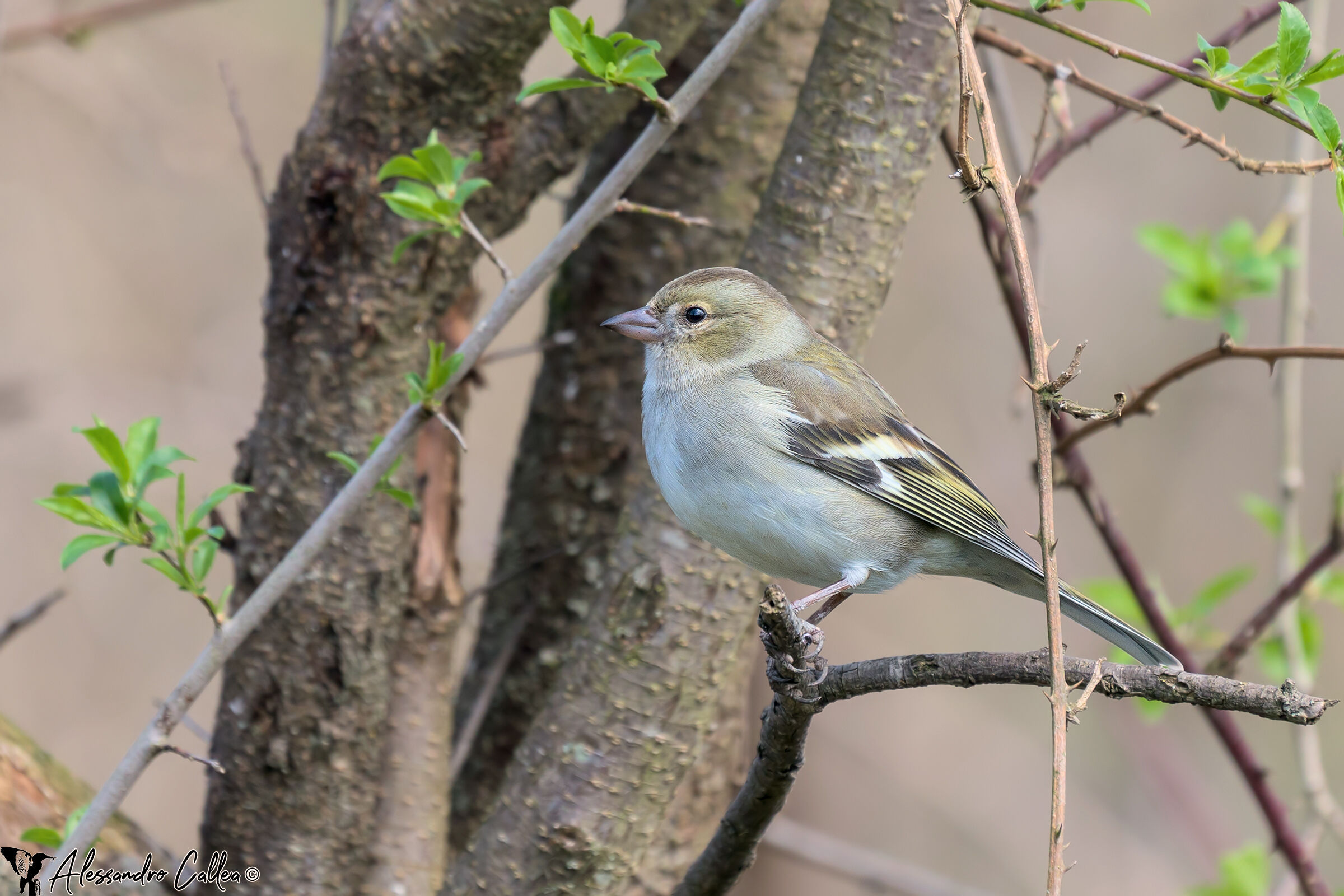 Finch (f)