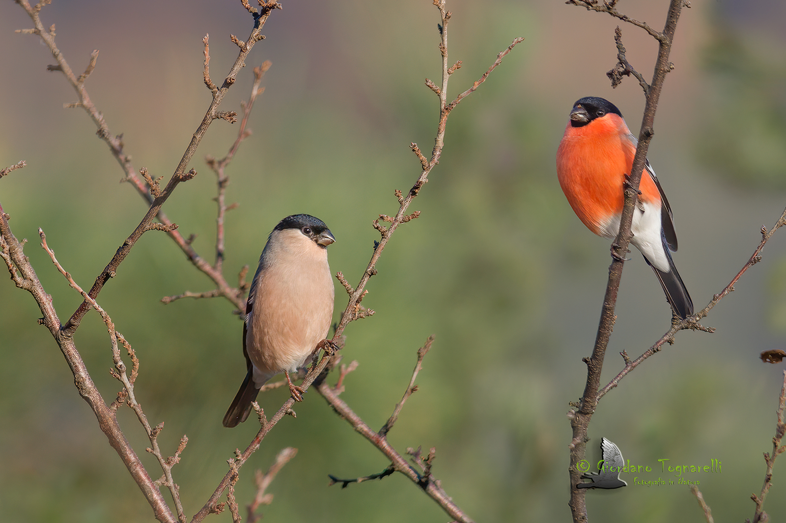 Ciuffolotto "coppia" (Pyrrhula pyrrhula)