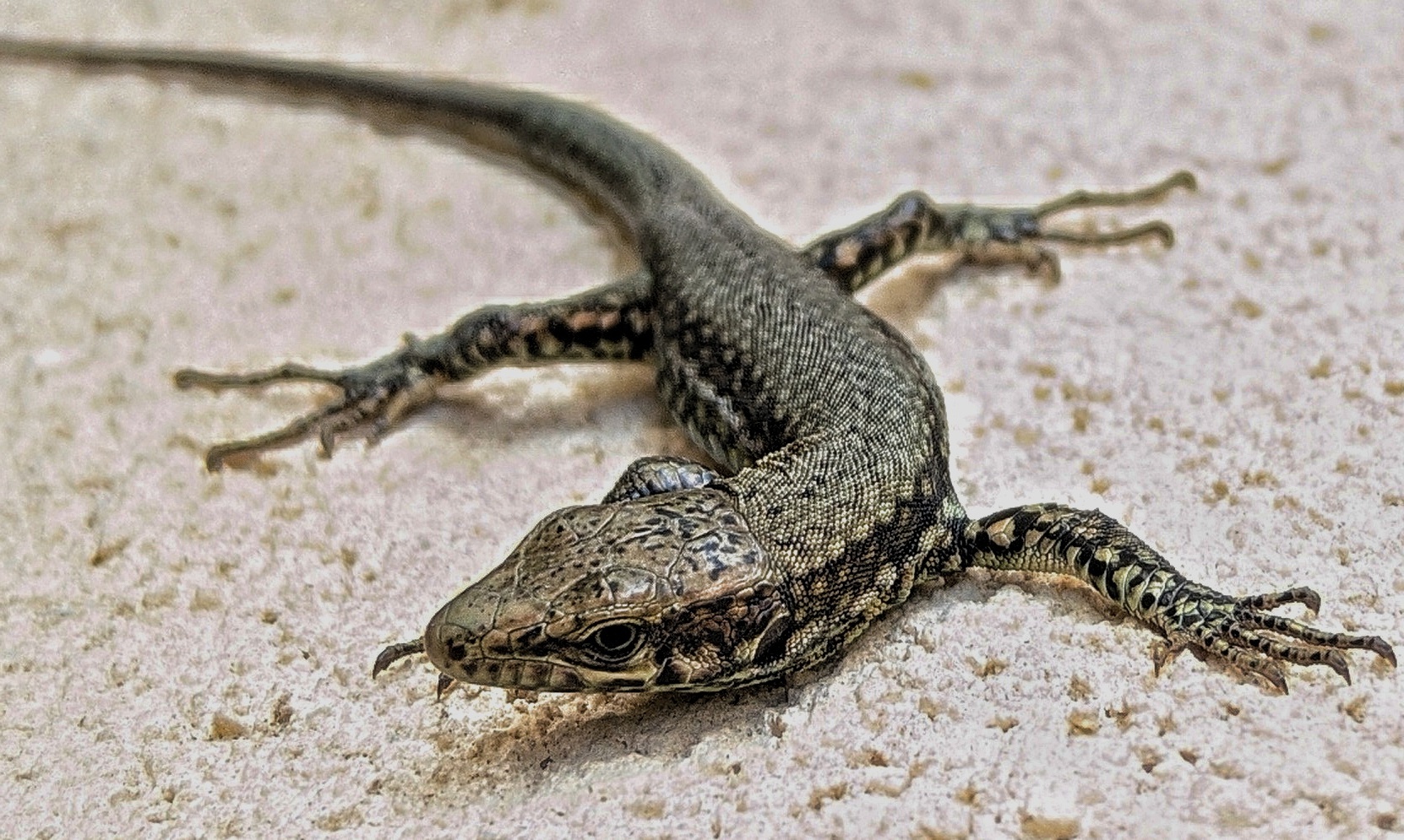 i miei piccoli amici