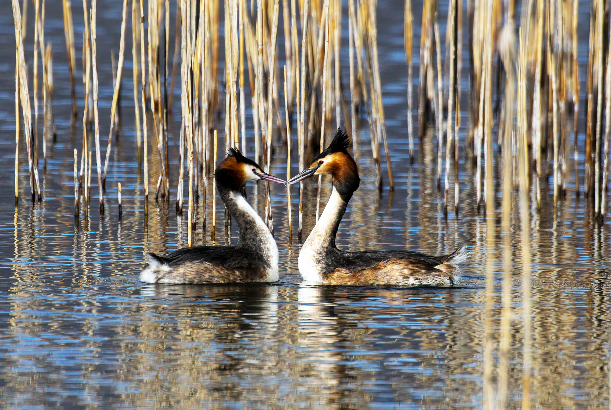Grebes