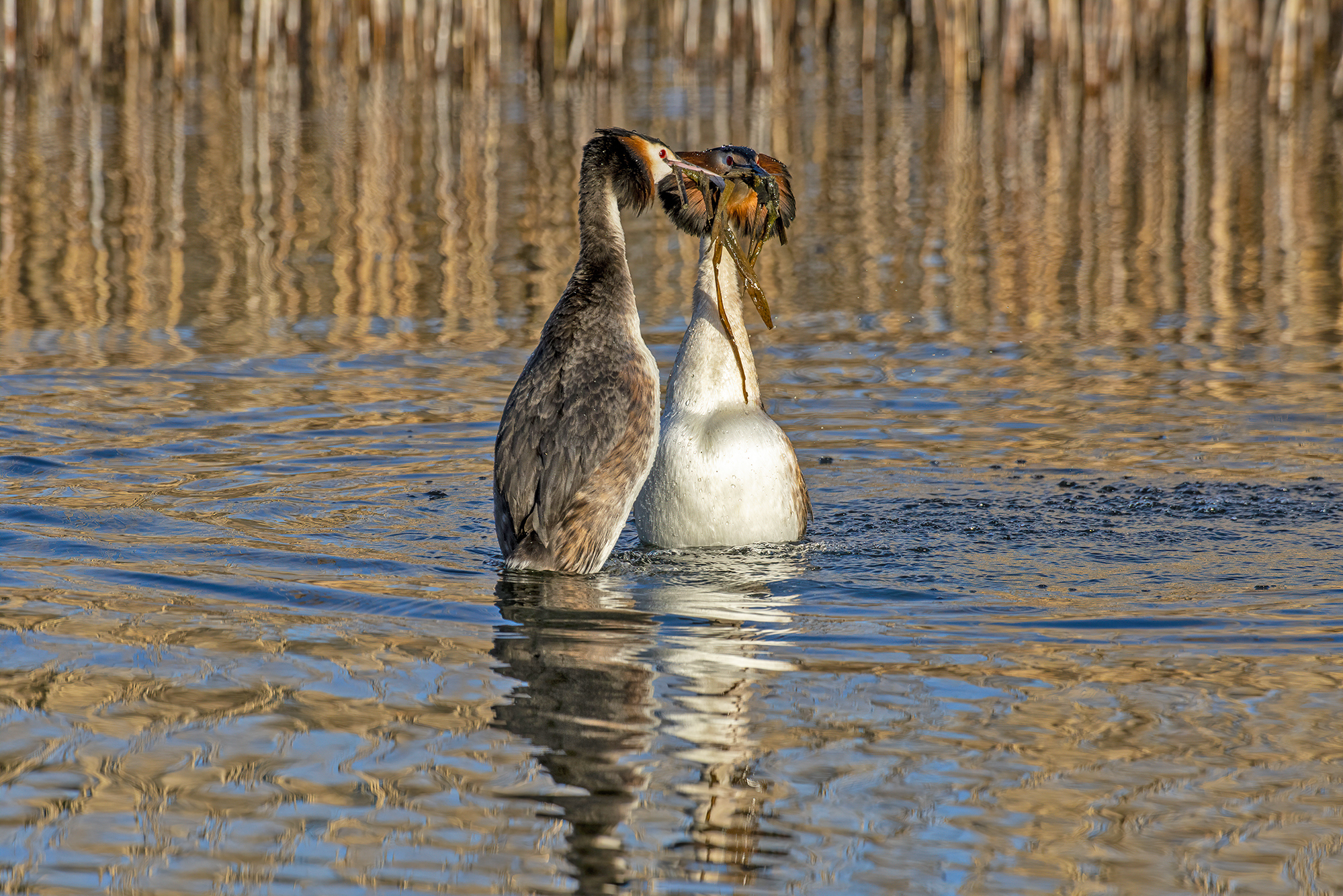 Grebes