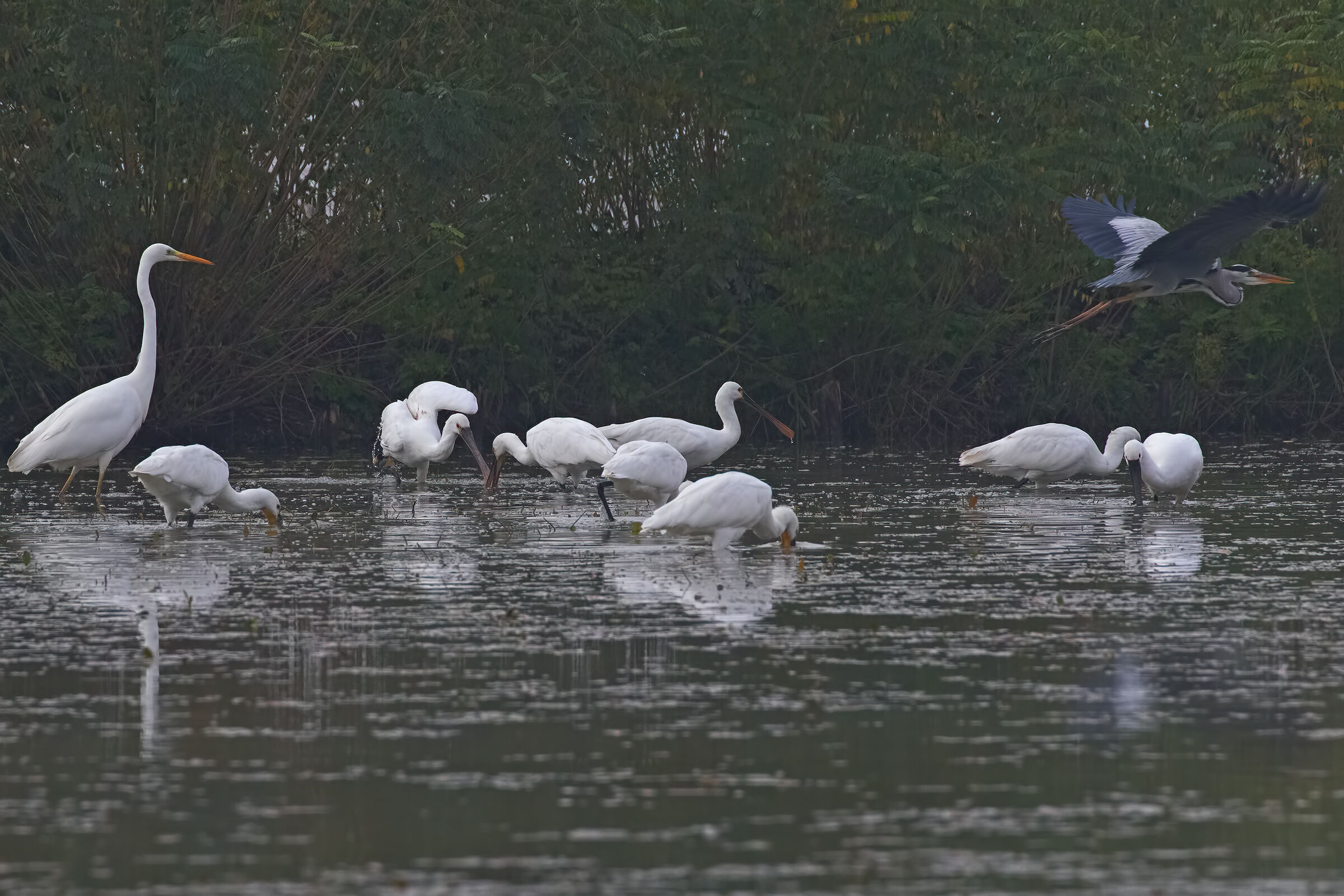 Spatole fishing with the Herons