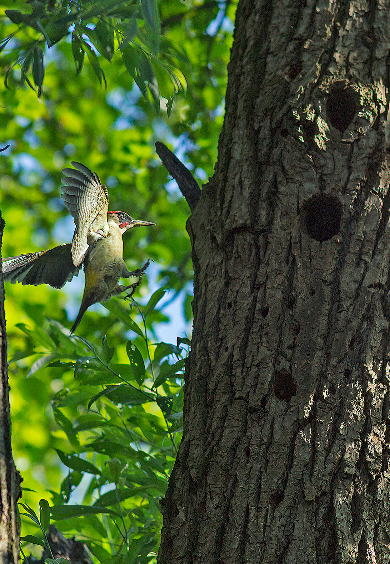 Green woodpecker back to the nest