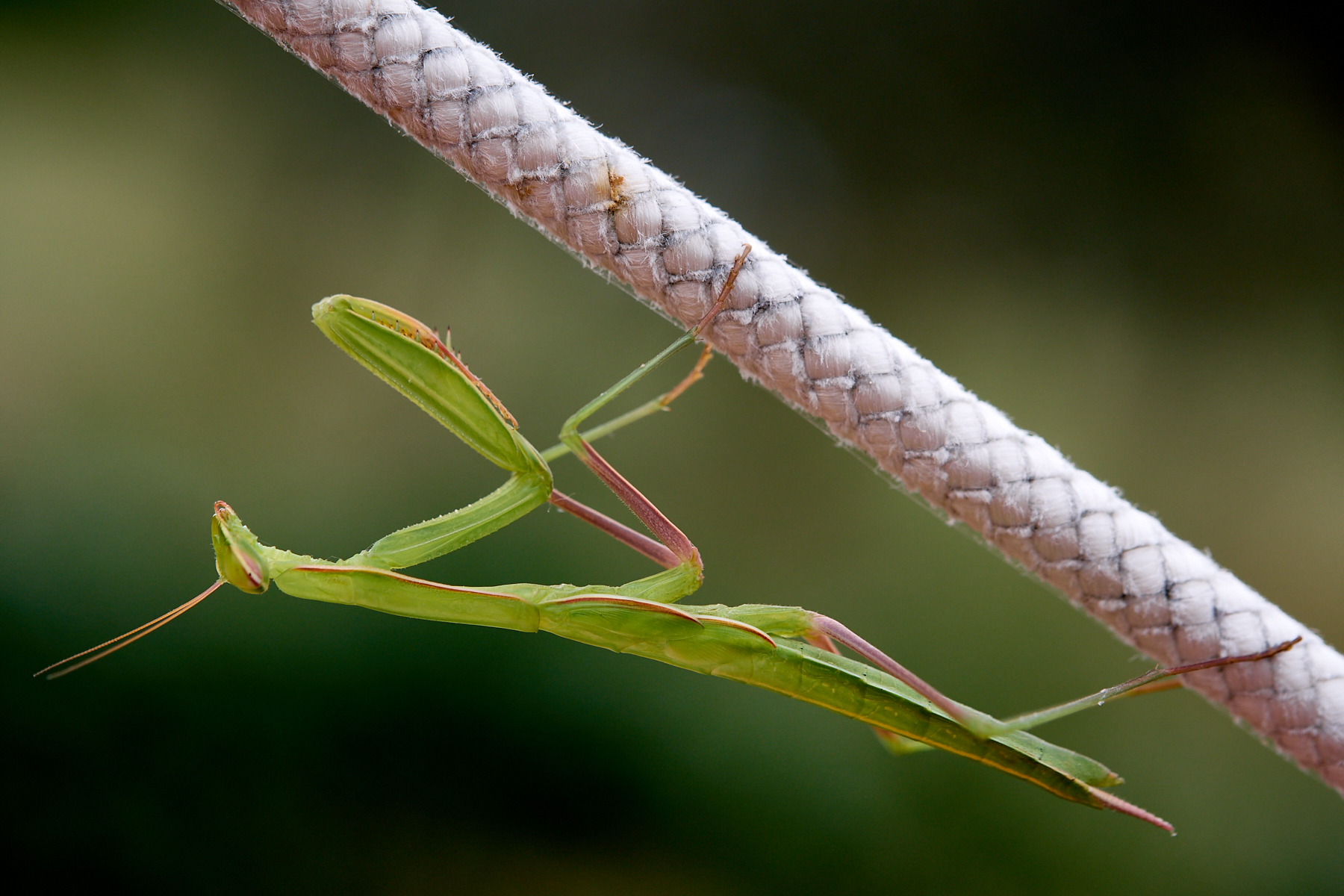 Praying mantis