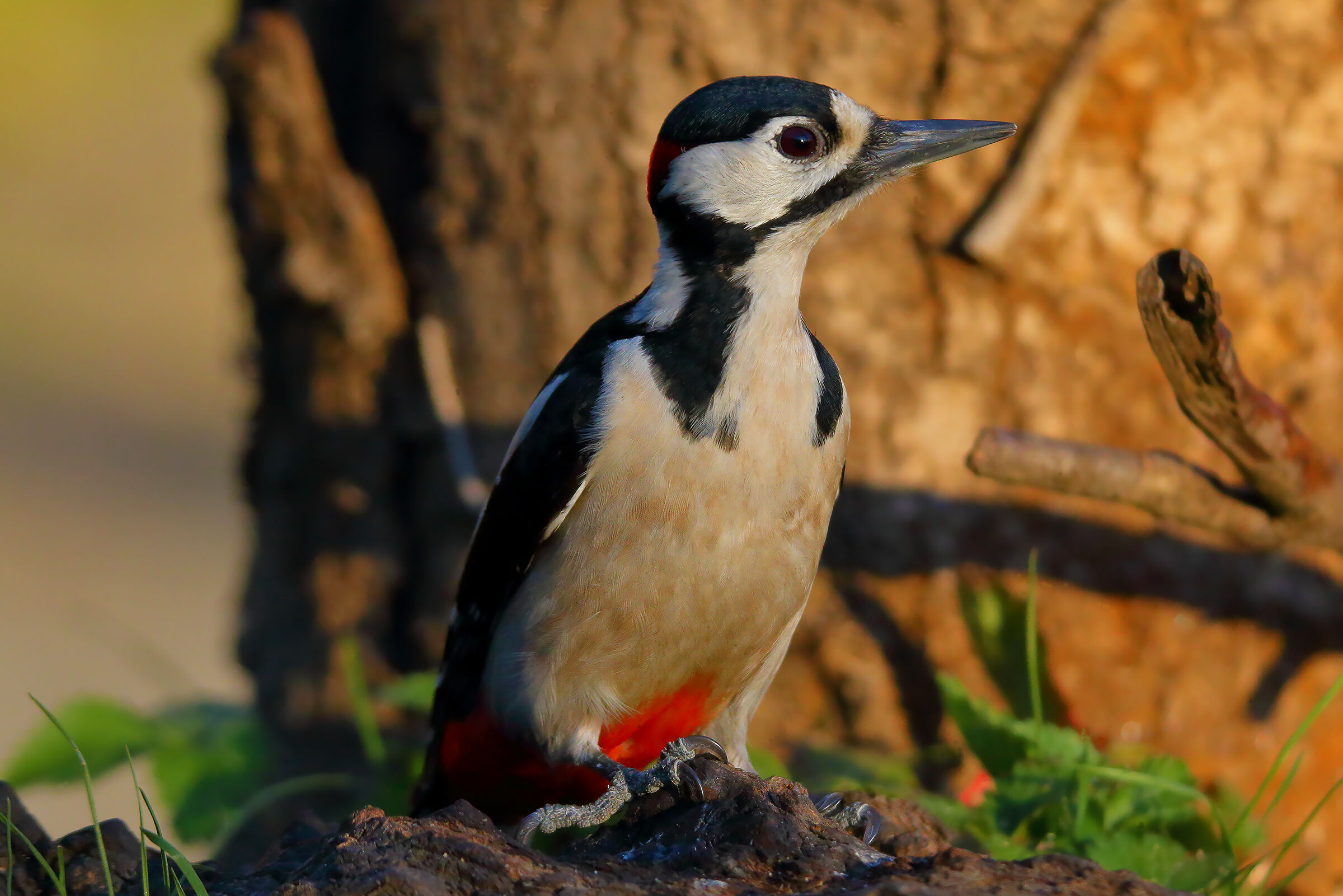 woodpecker m. at sunset