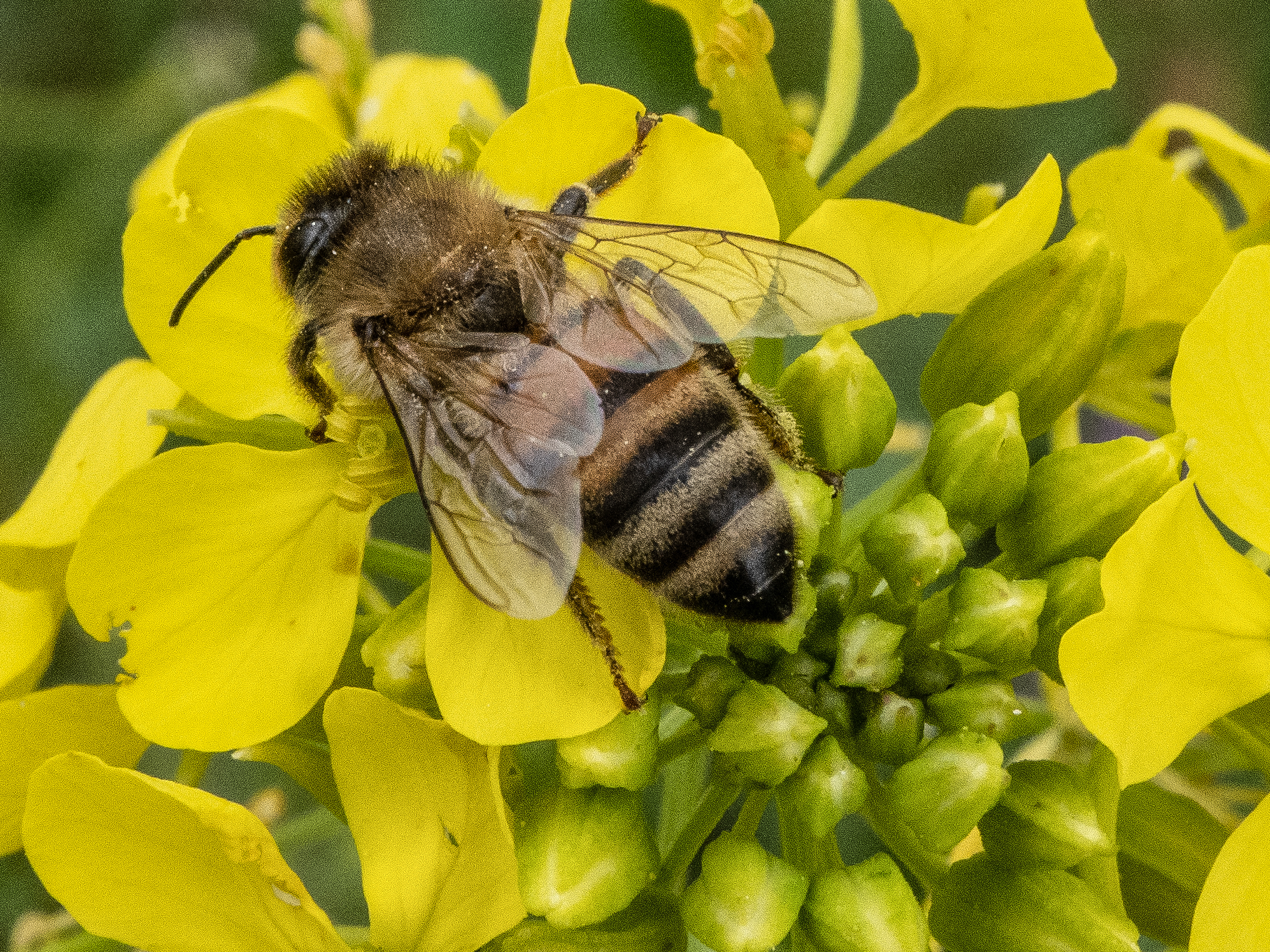 Bee