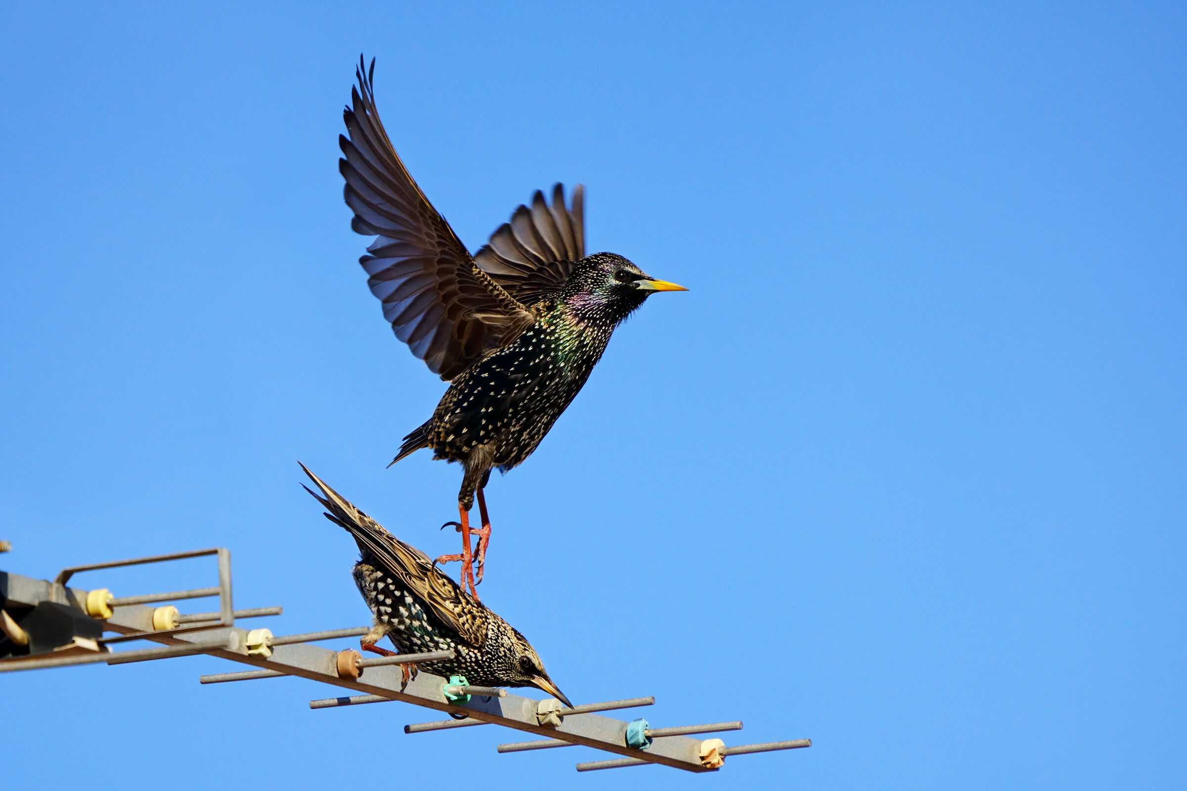After Love - Couple of starlings