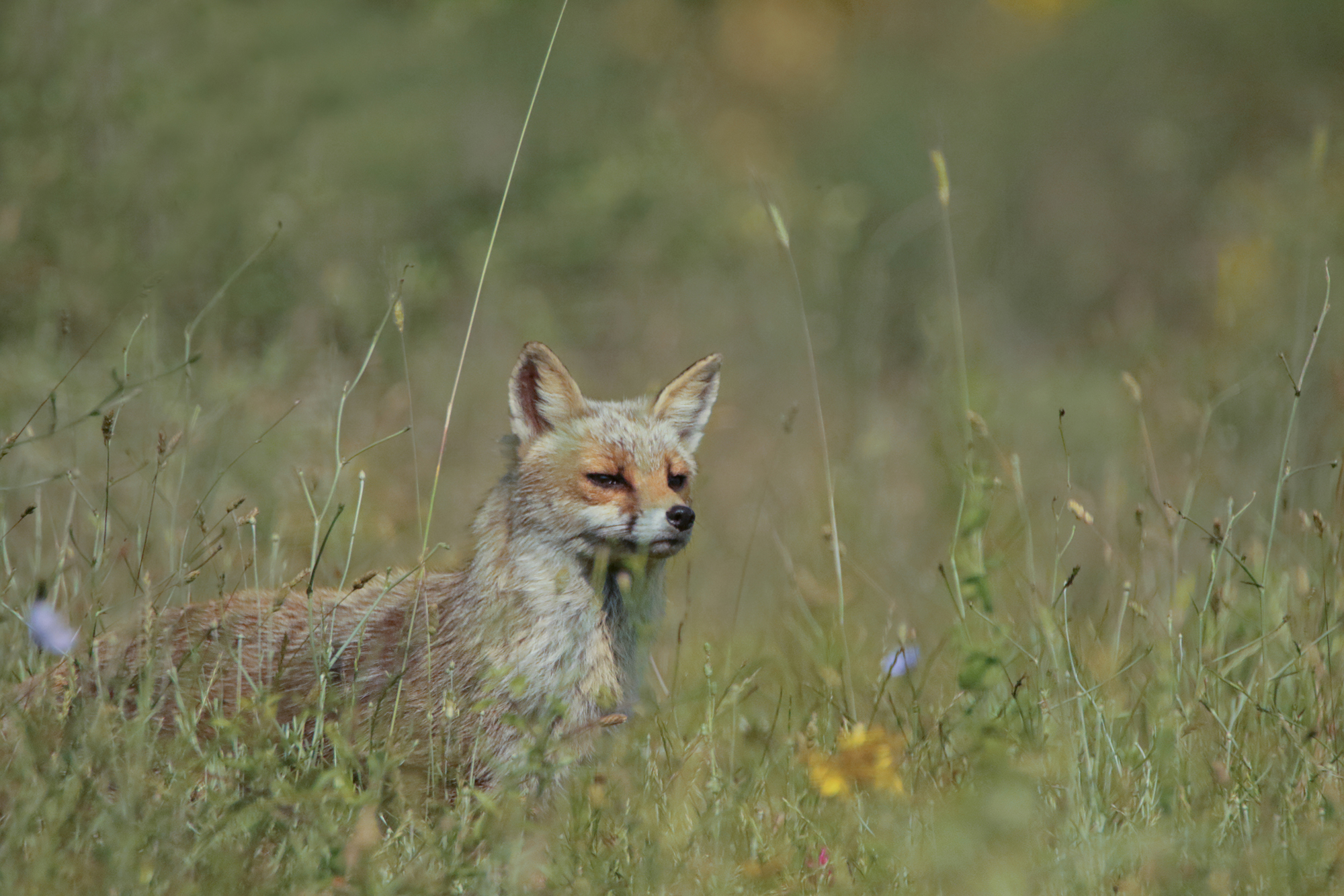 volpe nell'erba alta